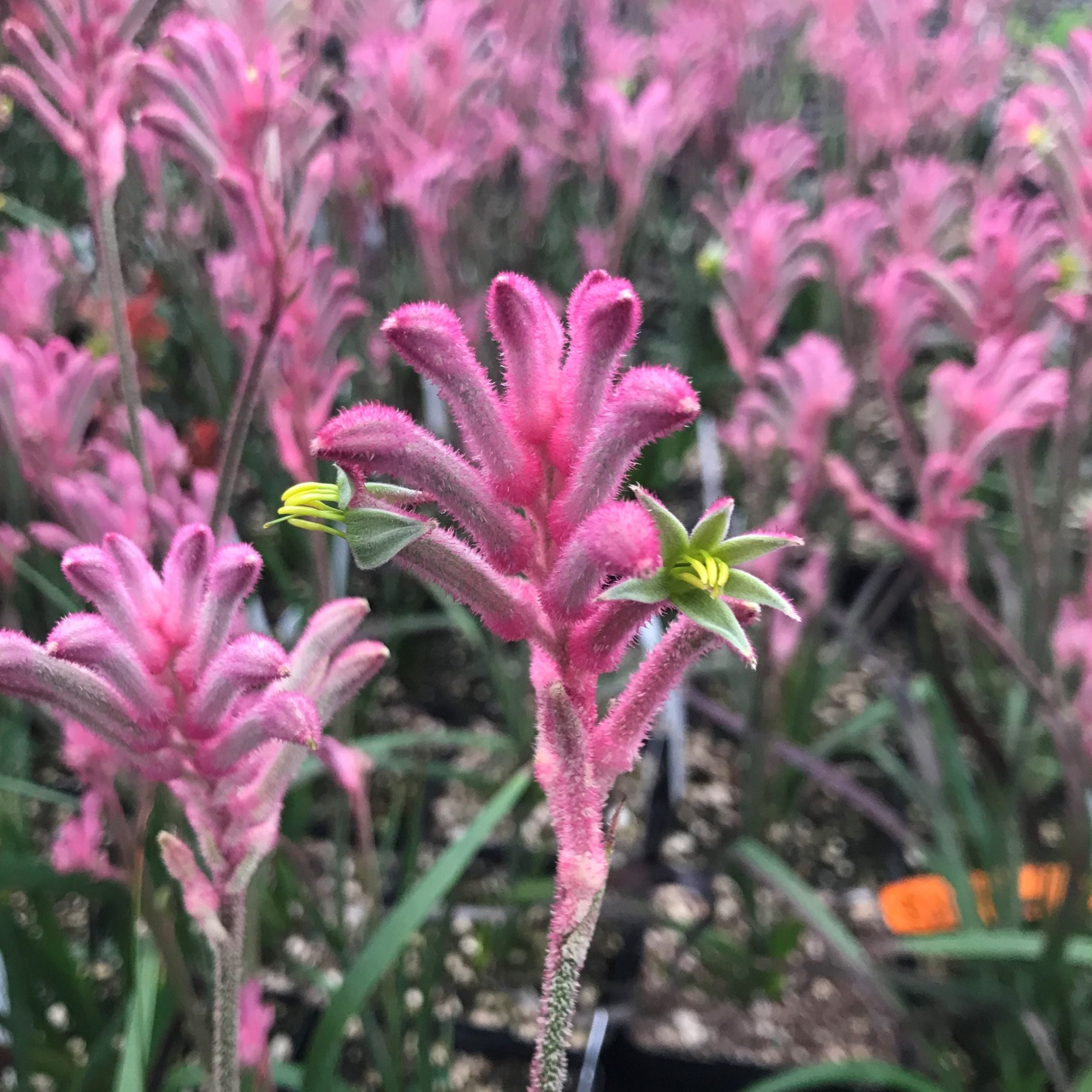 Anigozanthos 'Pink Beauty' - Kangaroo Paw (4.5" Pot) - Image 2