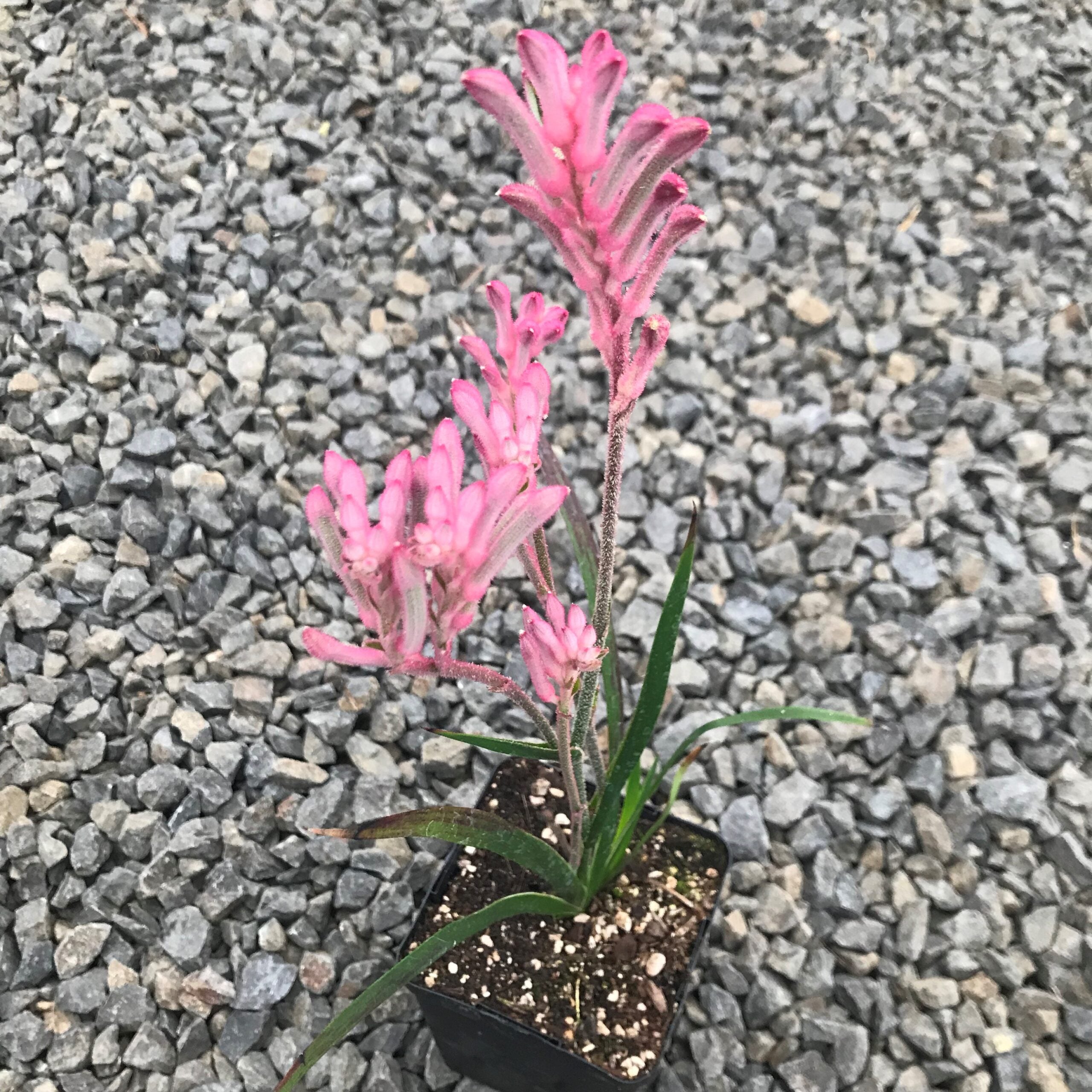 Anigozanthos 'Pink Beauty' - Kangaroo Paw (4.5" Pot) - Image 3