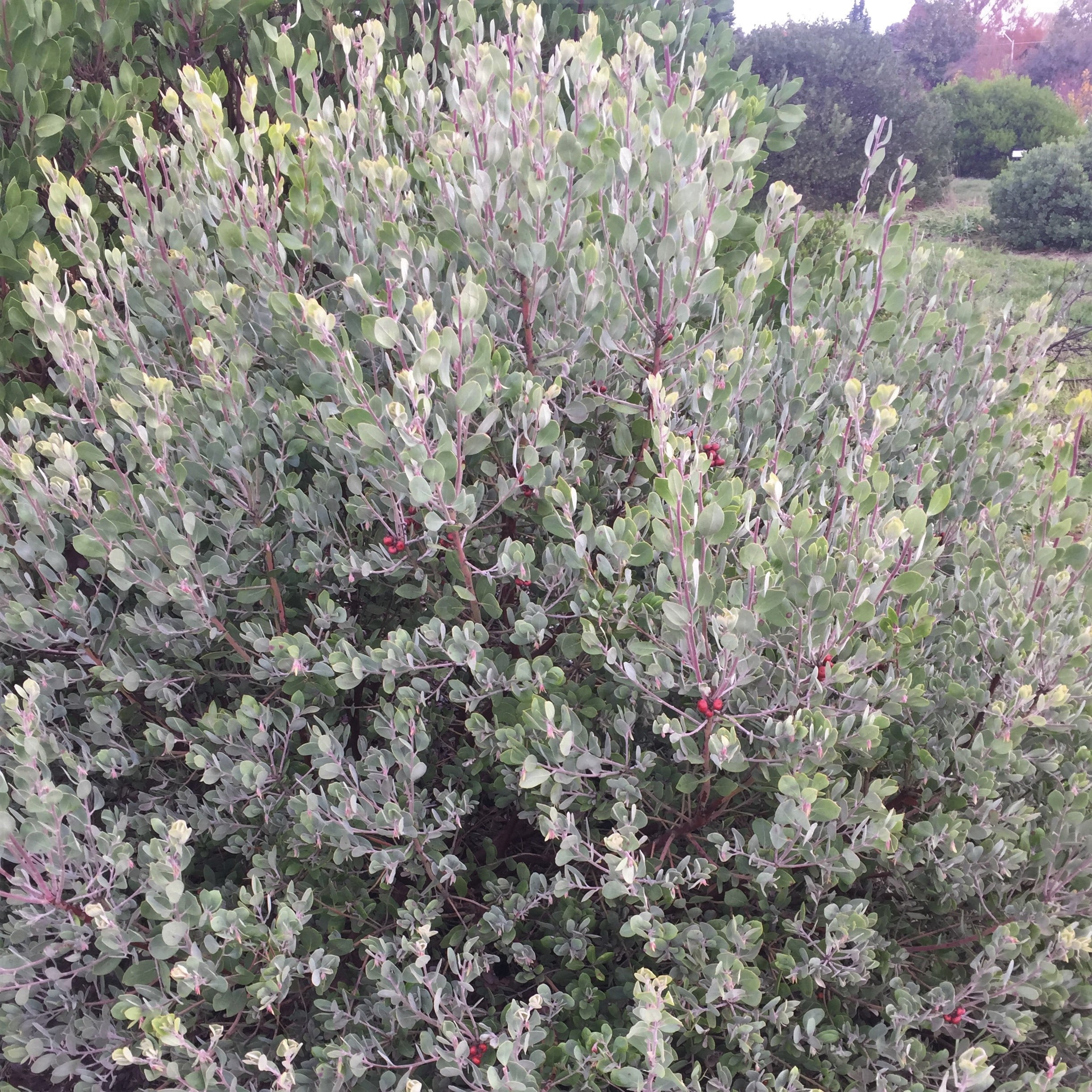Arctostaphylos silvicola 'Ghostly' - Manzanita (4.5" Pot)