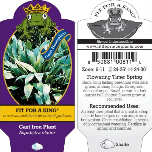 Aspidistra elatior - Cast Iron Plant (4.5" Pot) | Little Prince of Oregon  Nursery