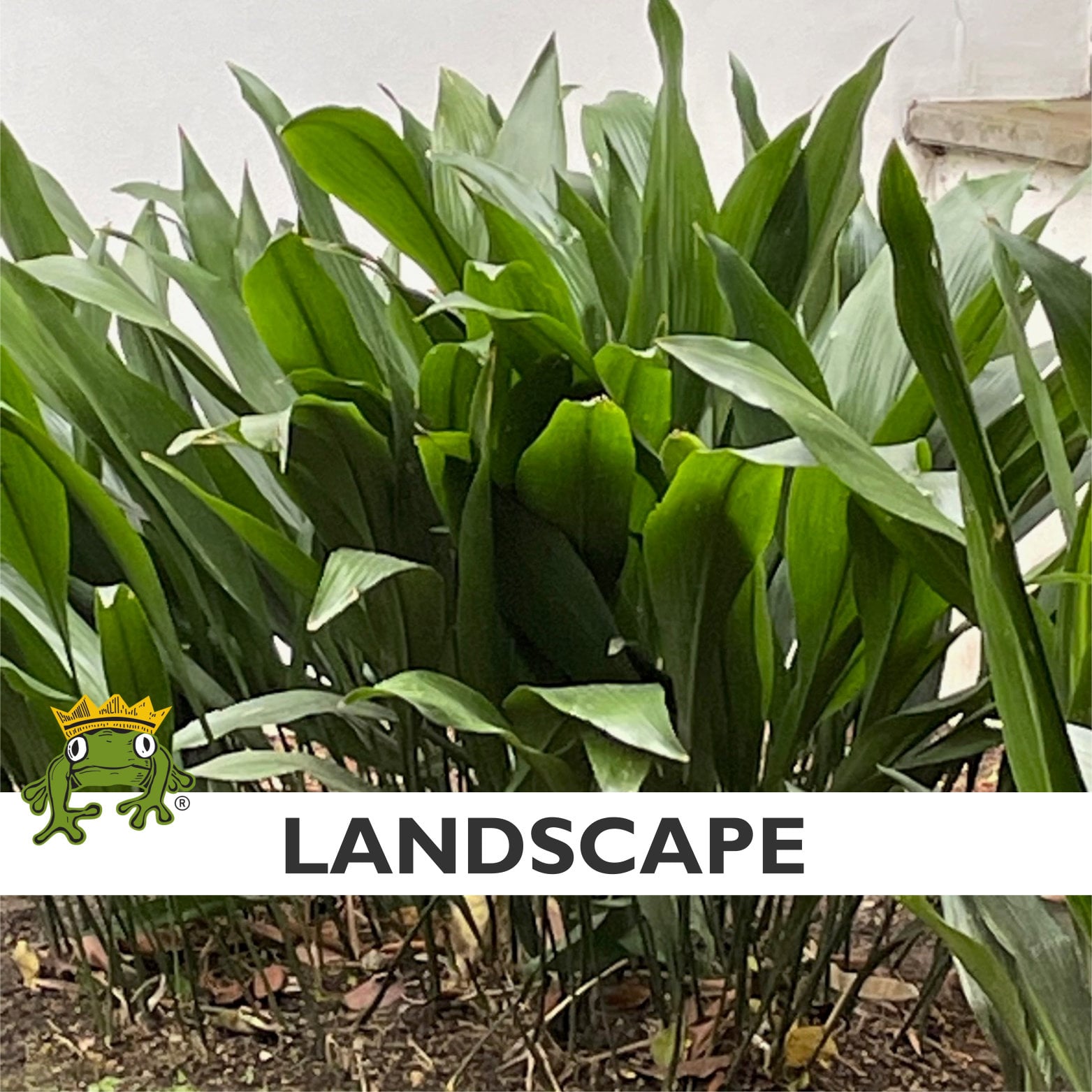 Aspidistra elatior - Cast Iron Plant (4.5" Pot) - Image 2