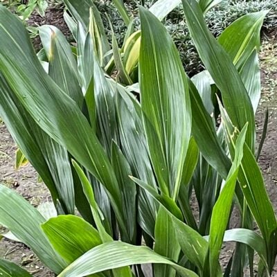 Aspidistra elatior - Cast Iron Plant (4.5" Pot)