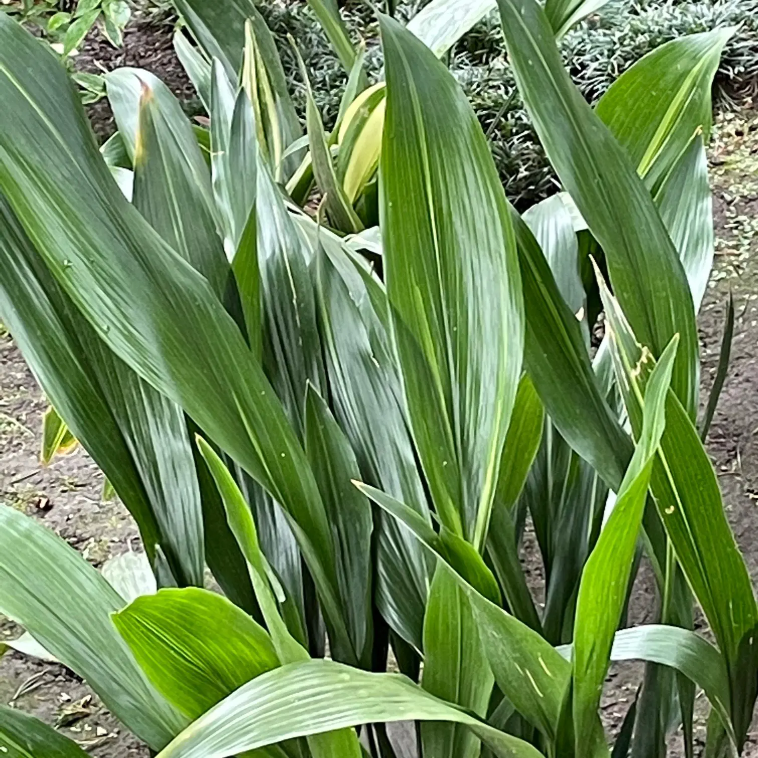 Aspidistra elatior - Cast Iron Plant (4.5" Pot) | Little Prince of Oregon  Nursery