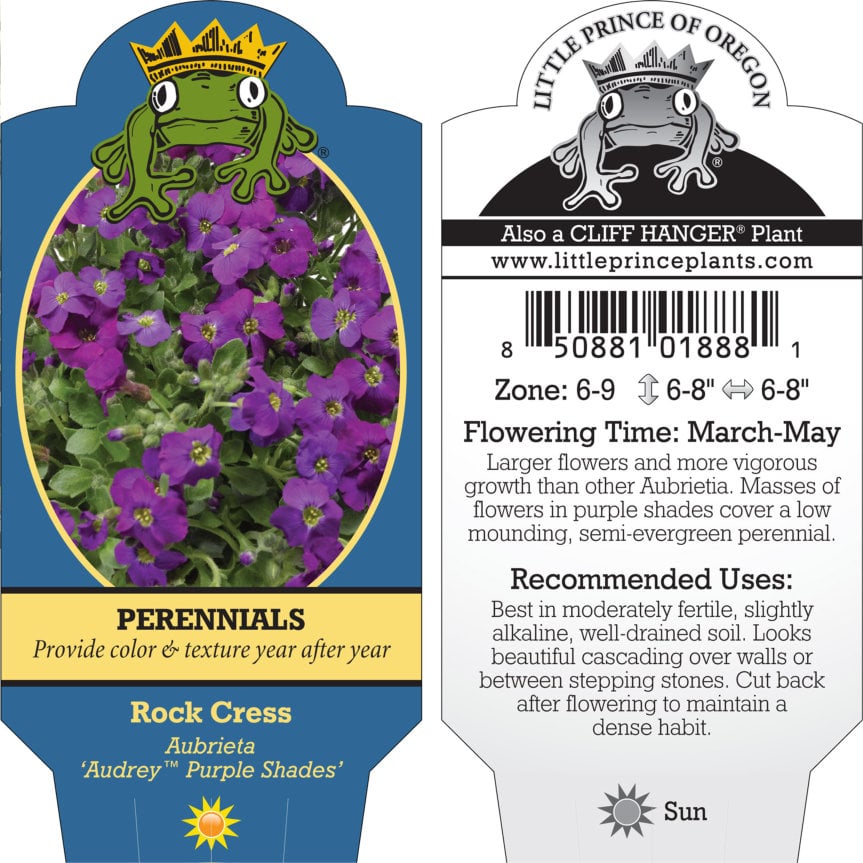 Aubrieta 'Audrey Purple Shades' - Rock Cress (4" Pot) - Image 5