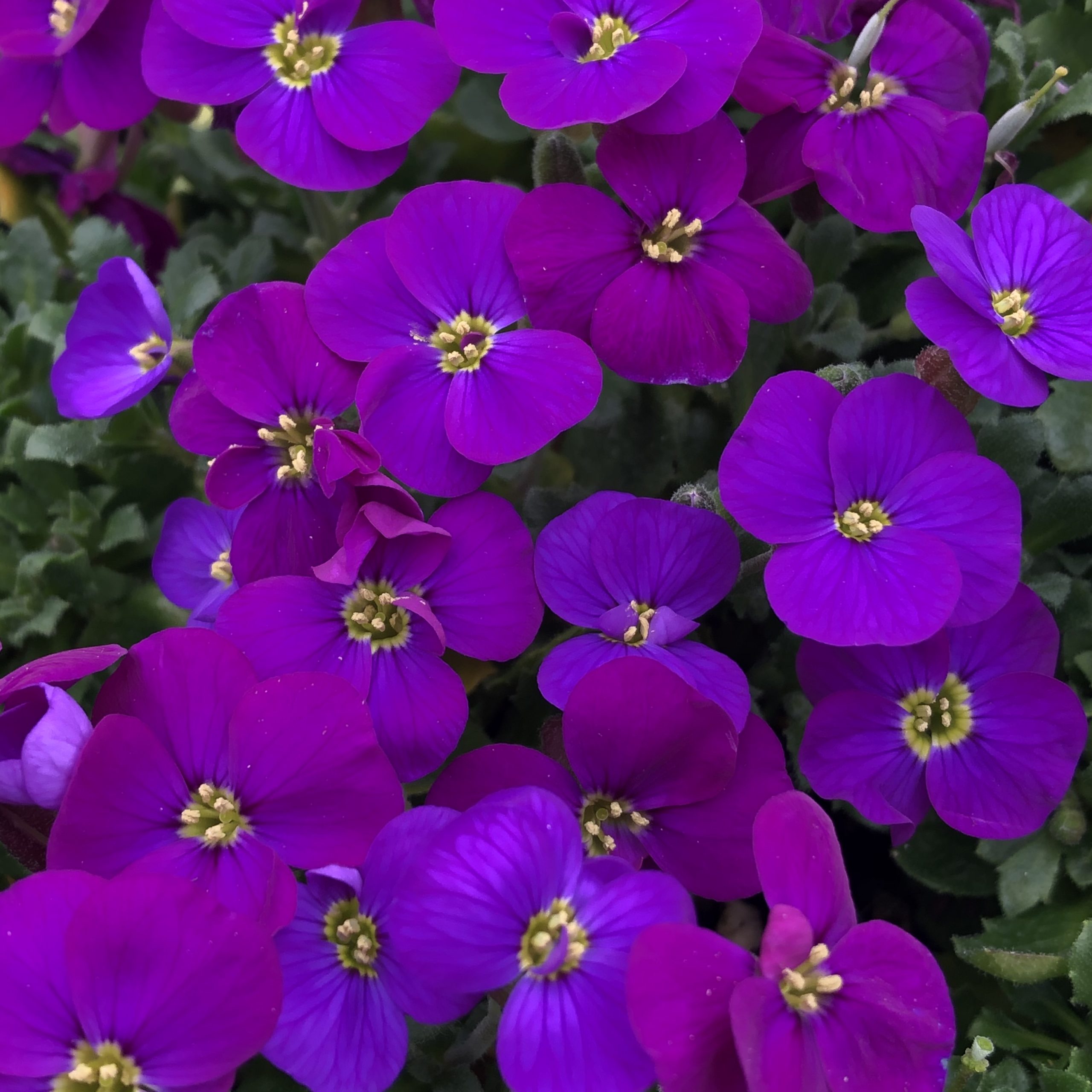 Aubrieta 'Audrey Purple Shades' - Rock Cress (4" Pot)