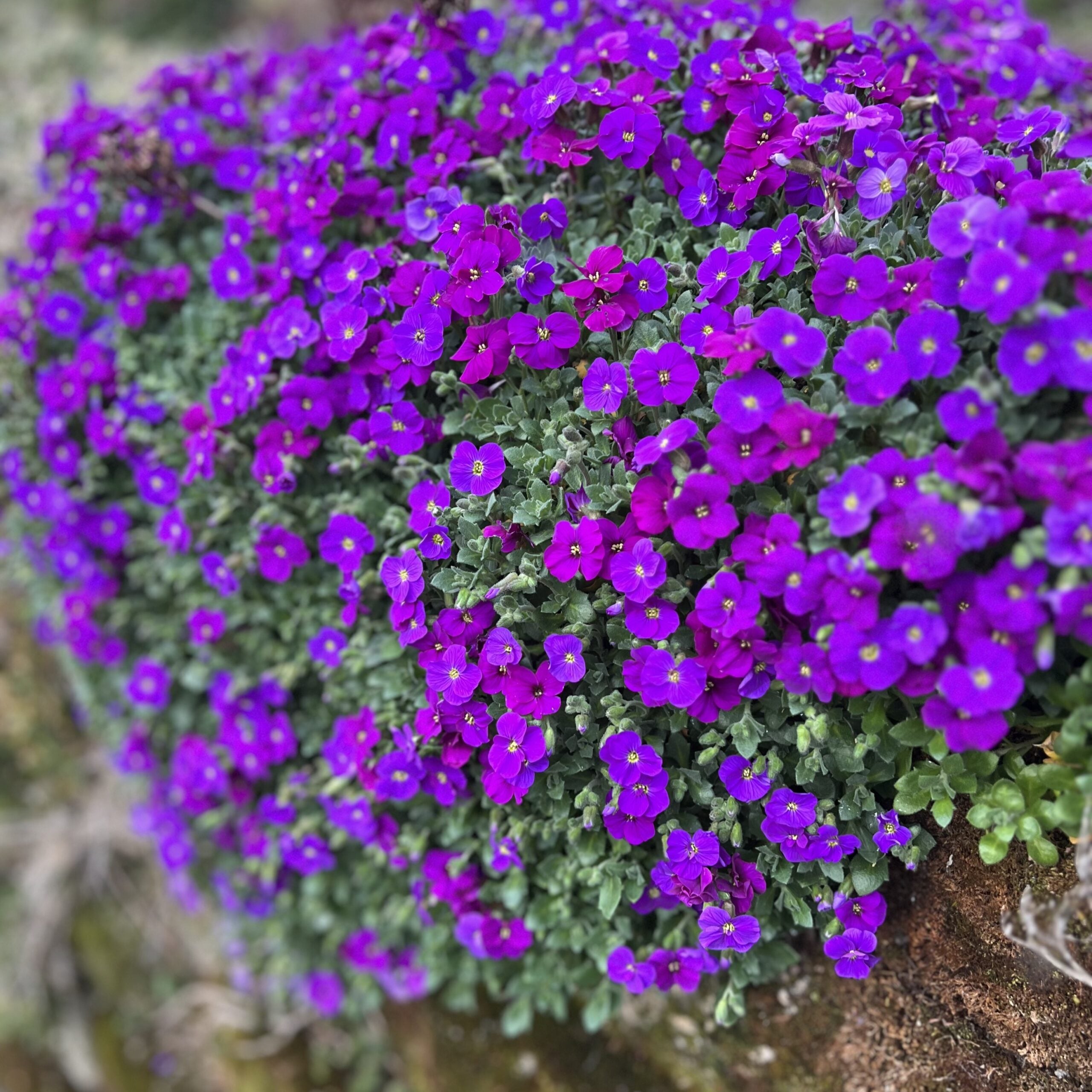 Aubrieta ‘Audrey Purple Shades