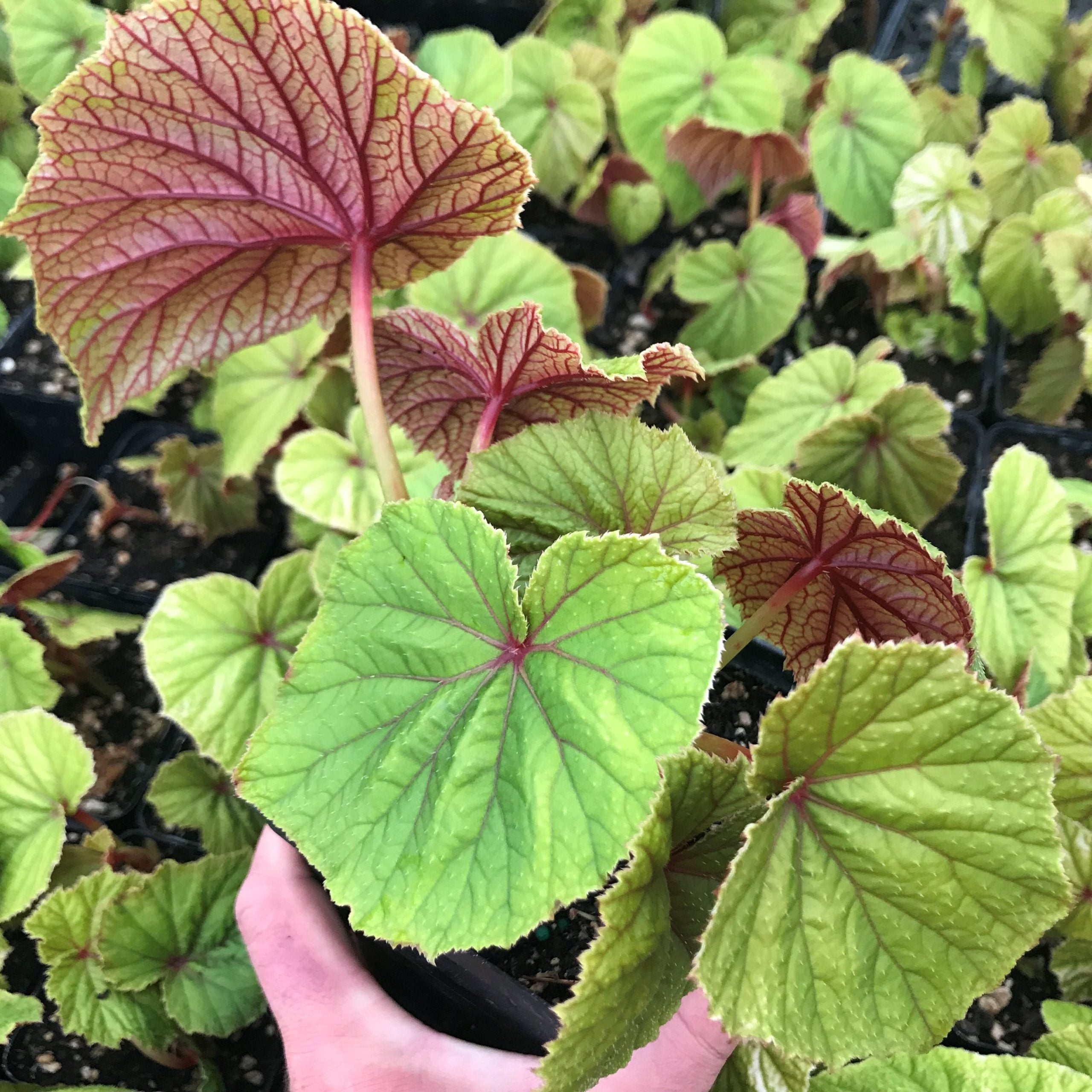 Begonia grandis - Hardy Begonia (4.5" Pot) - Image 9