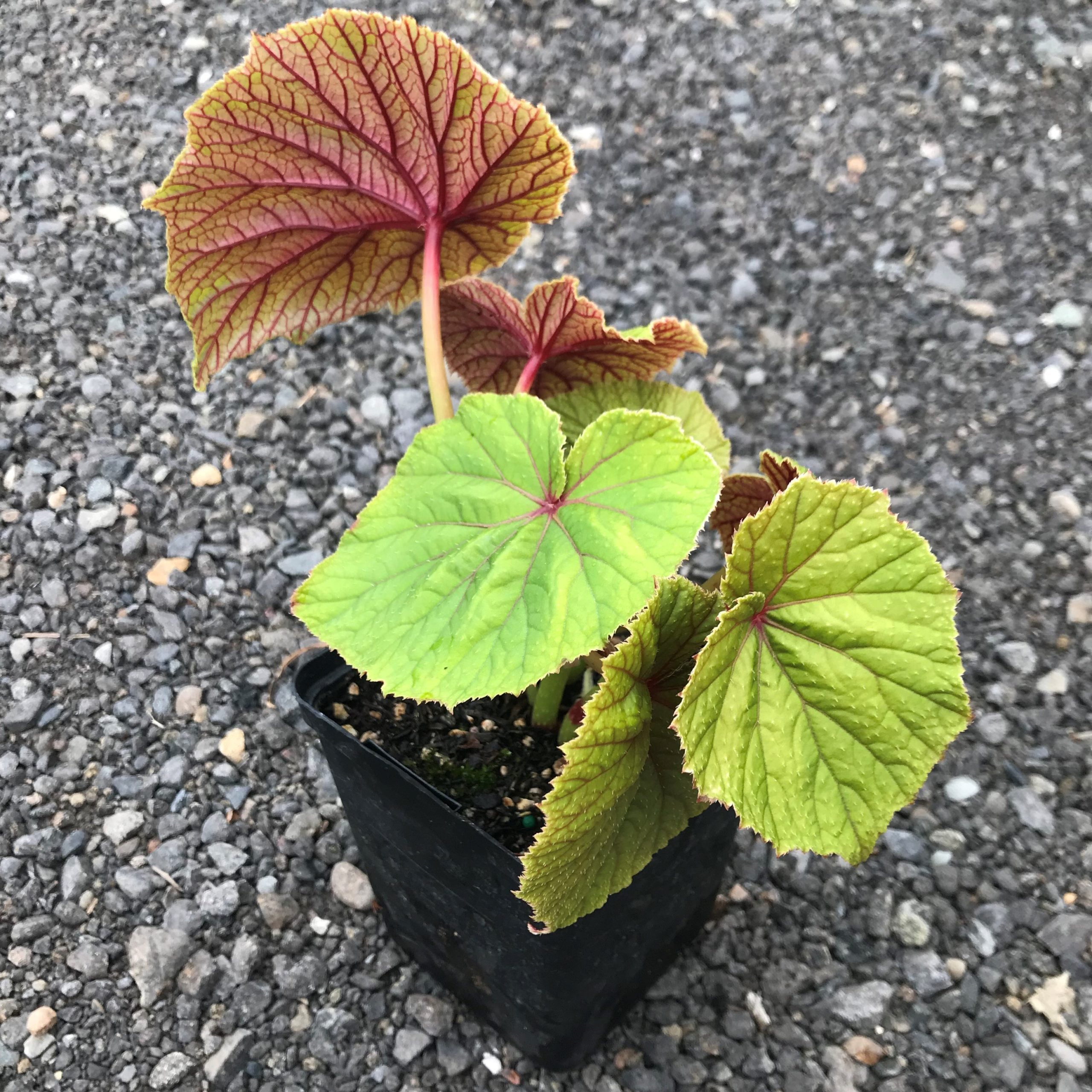 Begonia grandis - Hardy Begonia (4.5" Pot) - Image 10