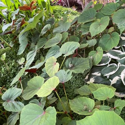 Begonia grandis - Hardy Begonia (4.5" Pot)