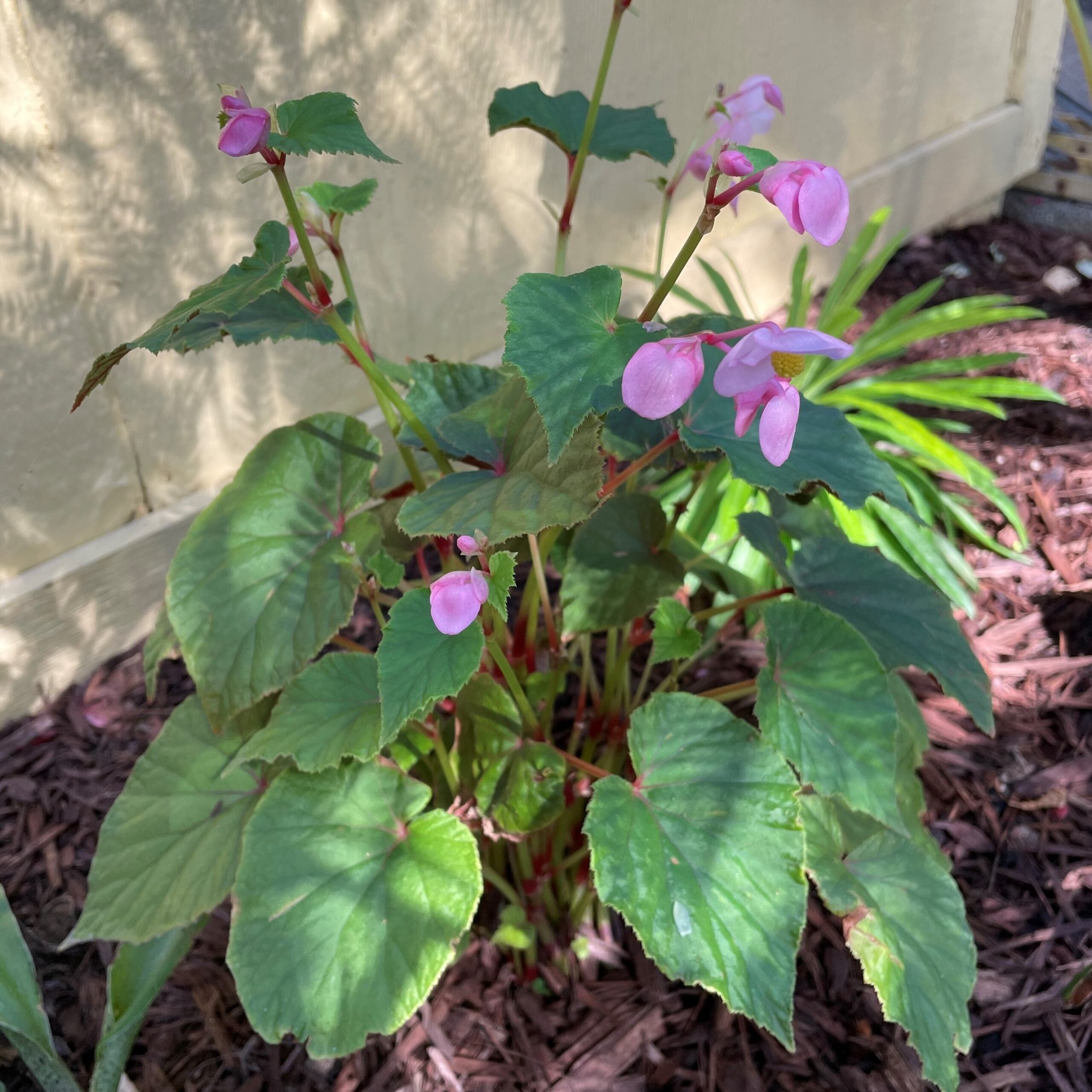 Begonia grandis - Hardy Begonia (4.5" Pot) - Image 3