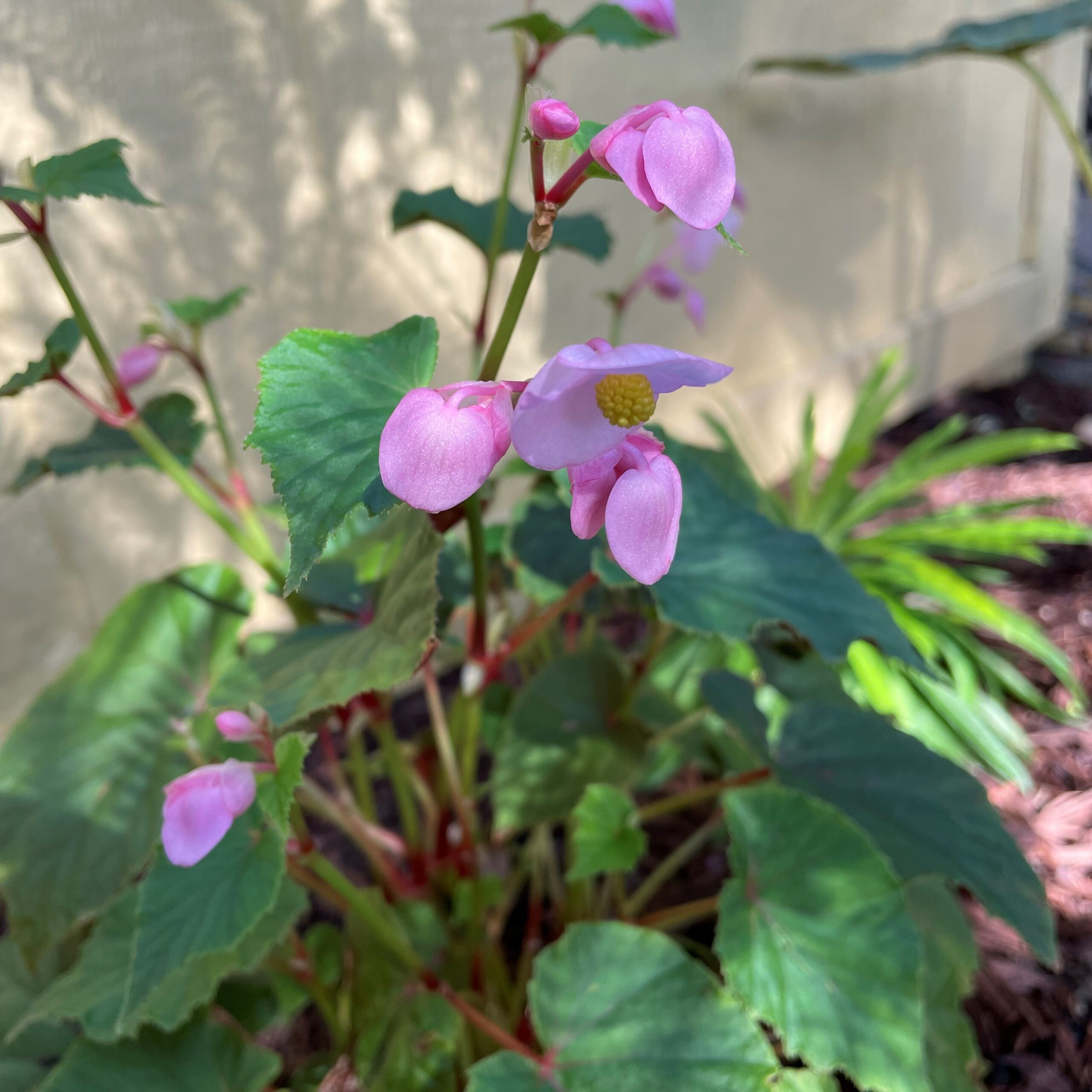 Begonia grandis - Hardy Begonia (4.5" Pot) - Image 2