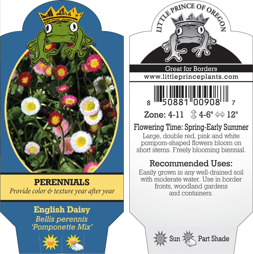Bellis perennis 'Pomponette Mix' - English Daisy (4" Pot) - Image 4