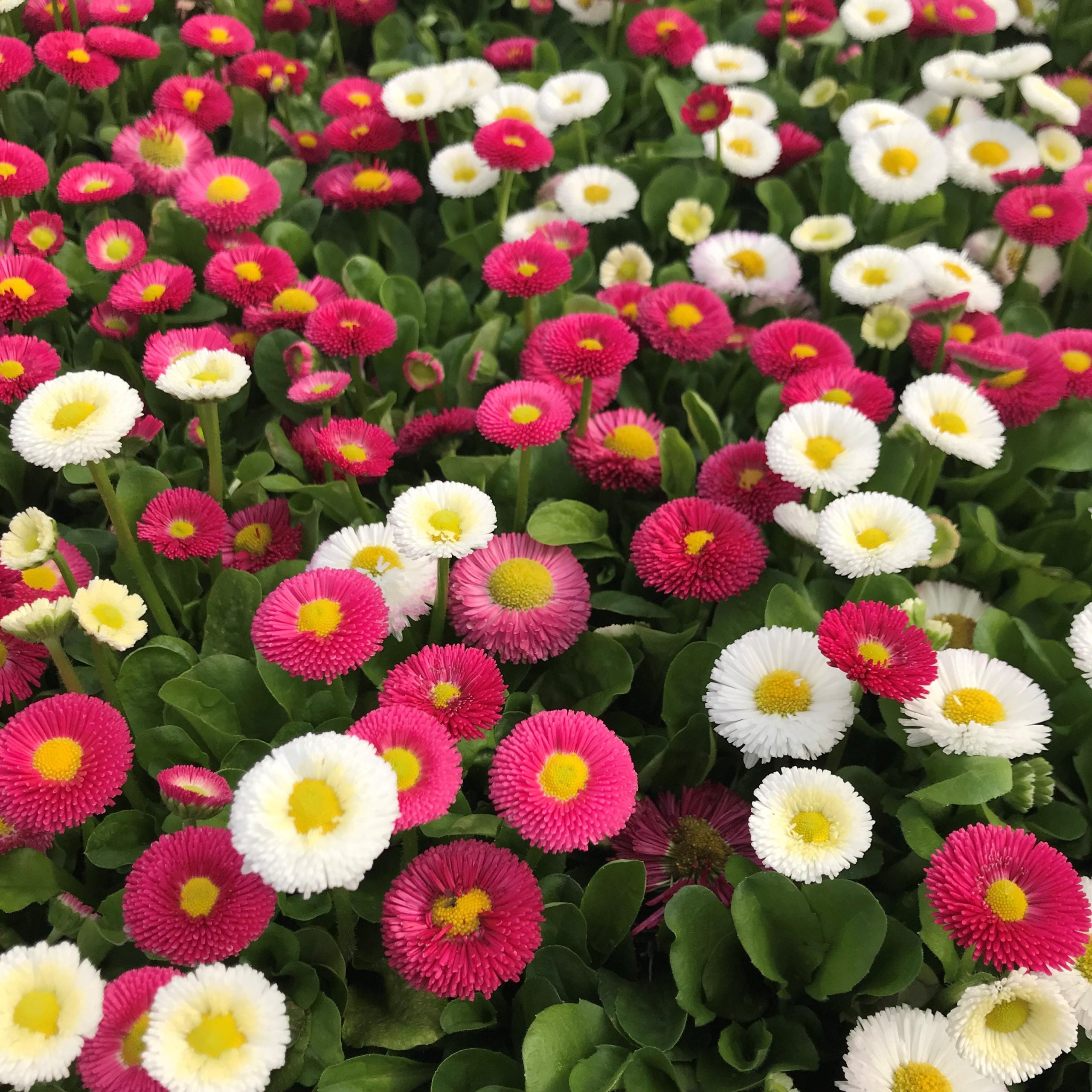 Bellis-perennis-Speedstar-Mix-