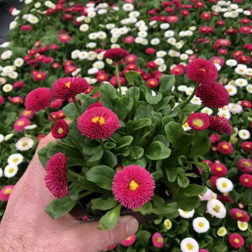 Bellis perennis Speedstar® Plus Mix – English Daisy - Buy!