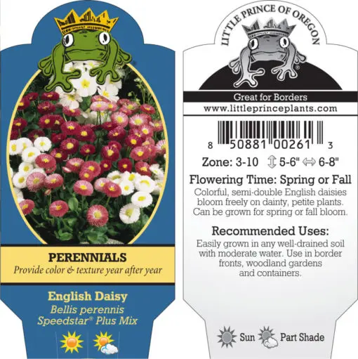Bellis perennis Speedstar® Plus Mix – English Daisy - Buy!