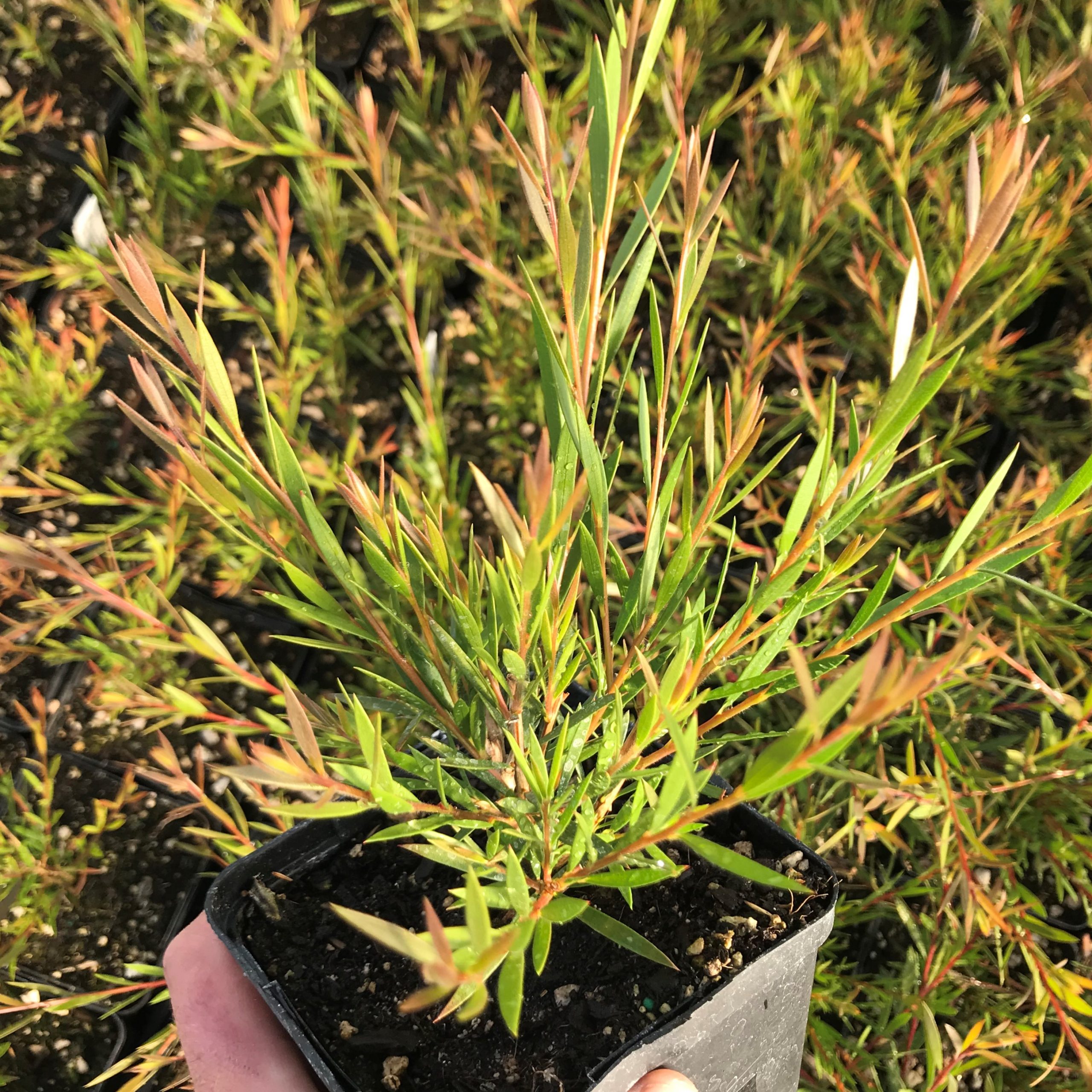Callistemon 'Woodlander's Red' - Bottlebrush Tree (4.5" Pot) - Image 5