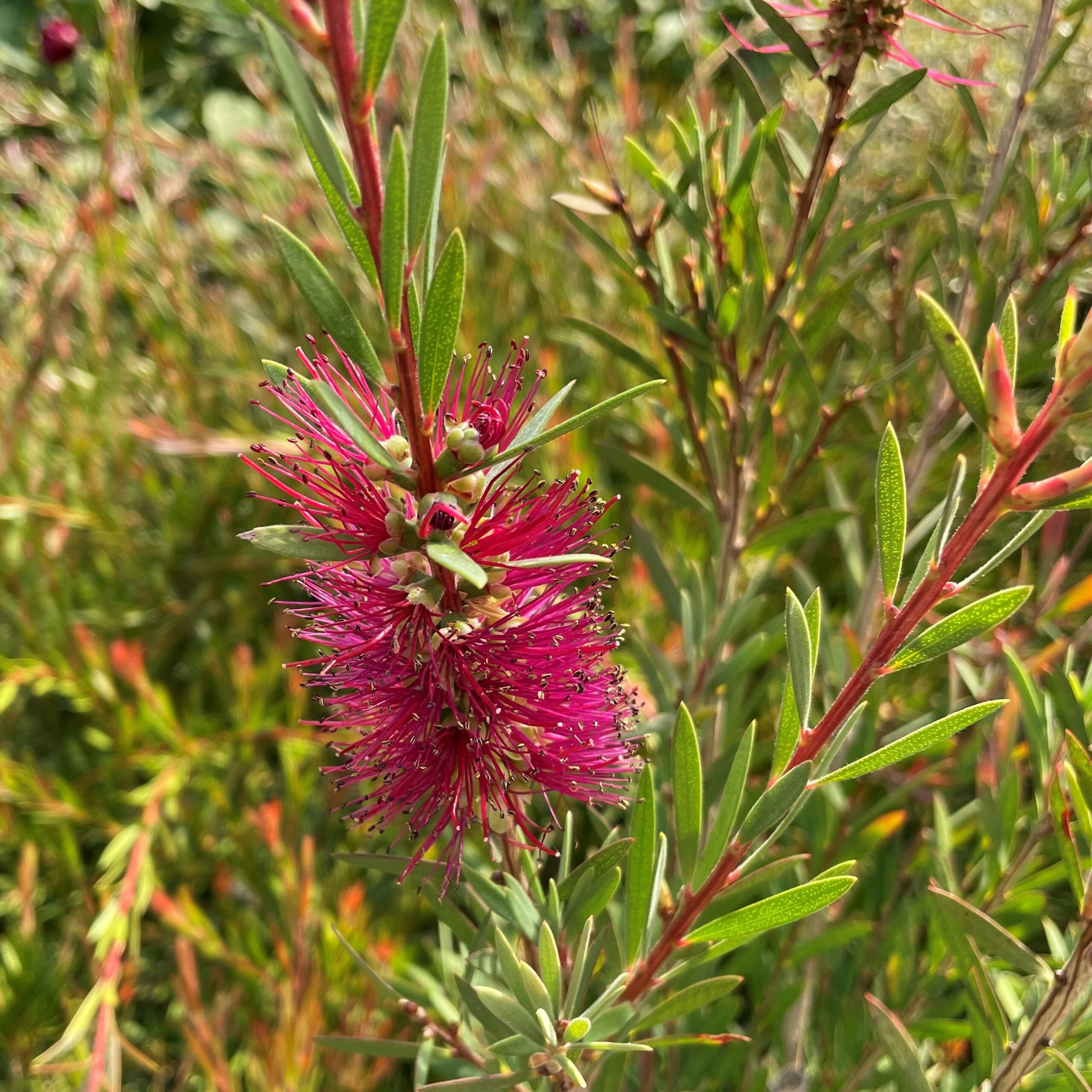 Callistemon 'Woodlander's Red' - Bottlebrush Tree (4.5" Pot) - Image 4