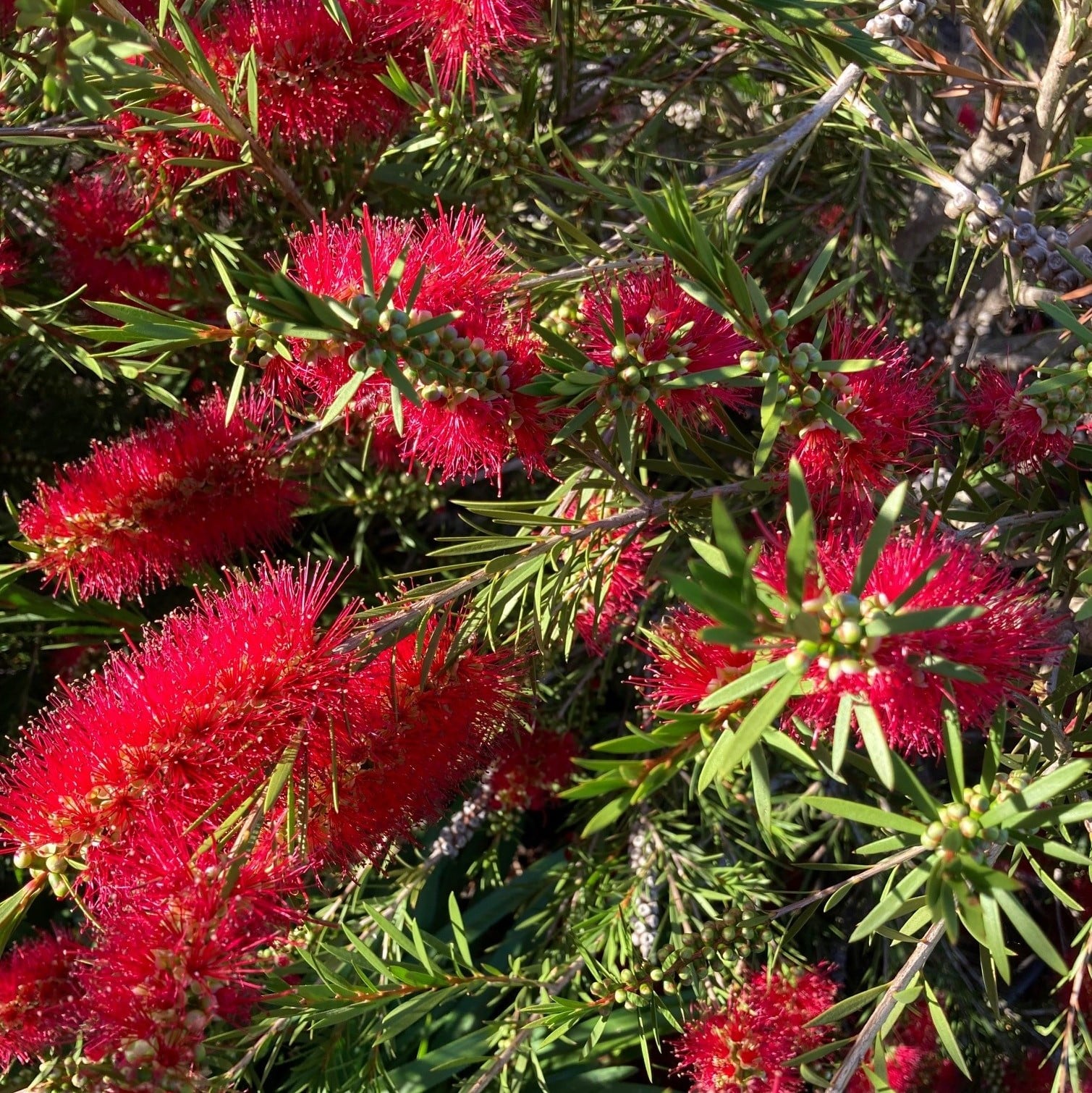 Callistemon 'Woodlander's Red' - Bottlebrush Tree (4.5" Pot)