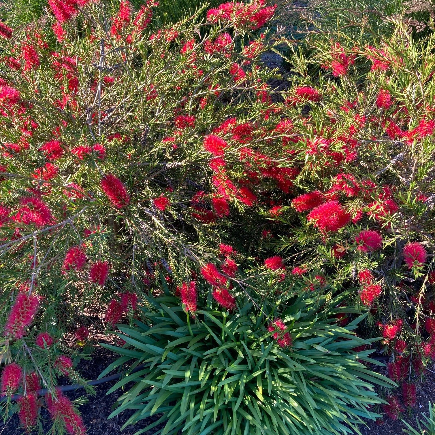 Callistemon 'Woodlander's Red' - Bottlebrush Tree (4.5" Pot) - Image 2