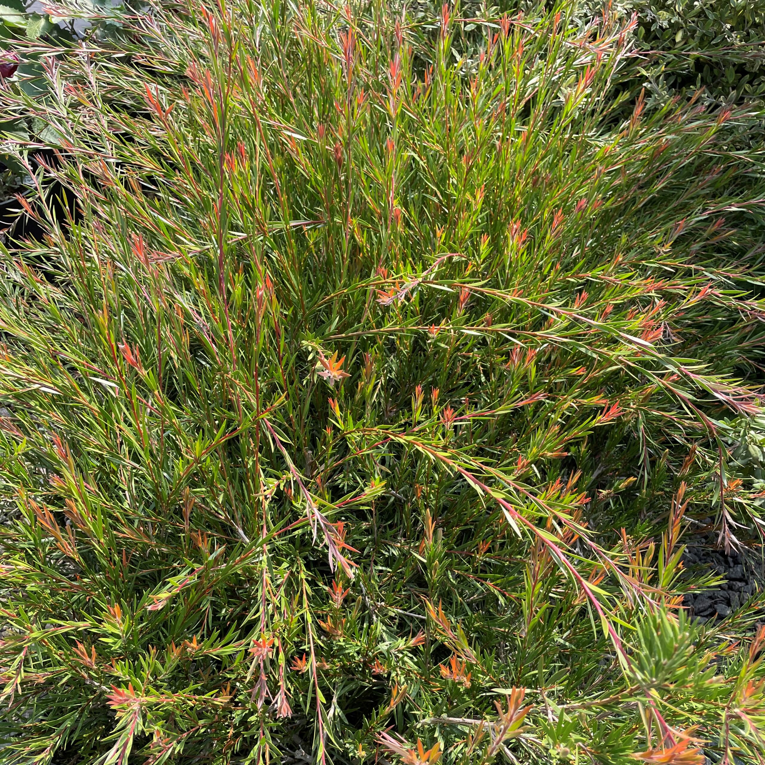 Callistemon 'Woodlander's Red' - Bottlebrush Tree (4.5" Pot) - Image 3