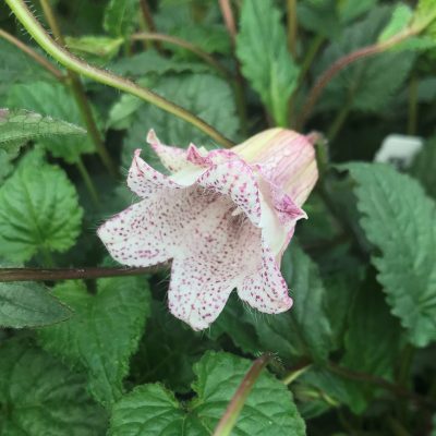 Campanula punctata 'Milky Way' - Bellflower (4.5" Pot)