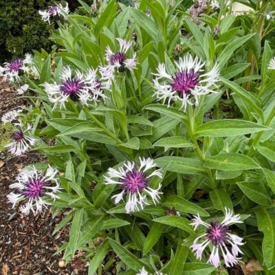 Centaurea montana 'Amethyst in Snow' - Mountain Bluet USPP #18,284 (4.5" Pot)