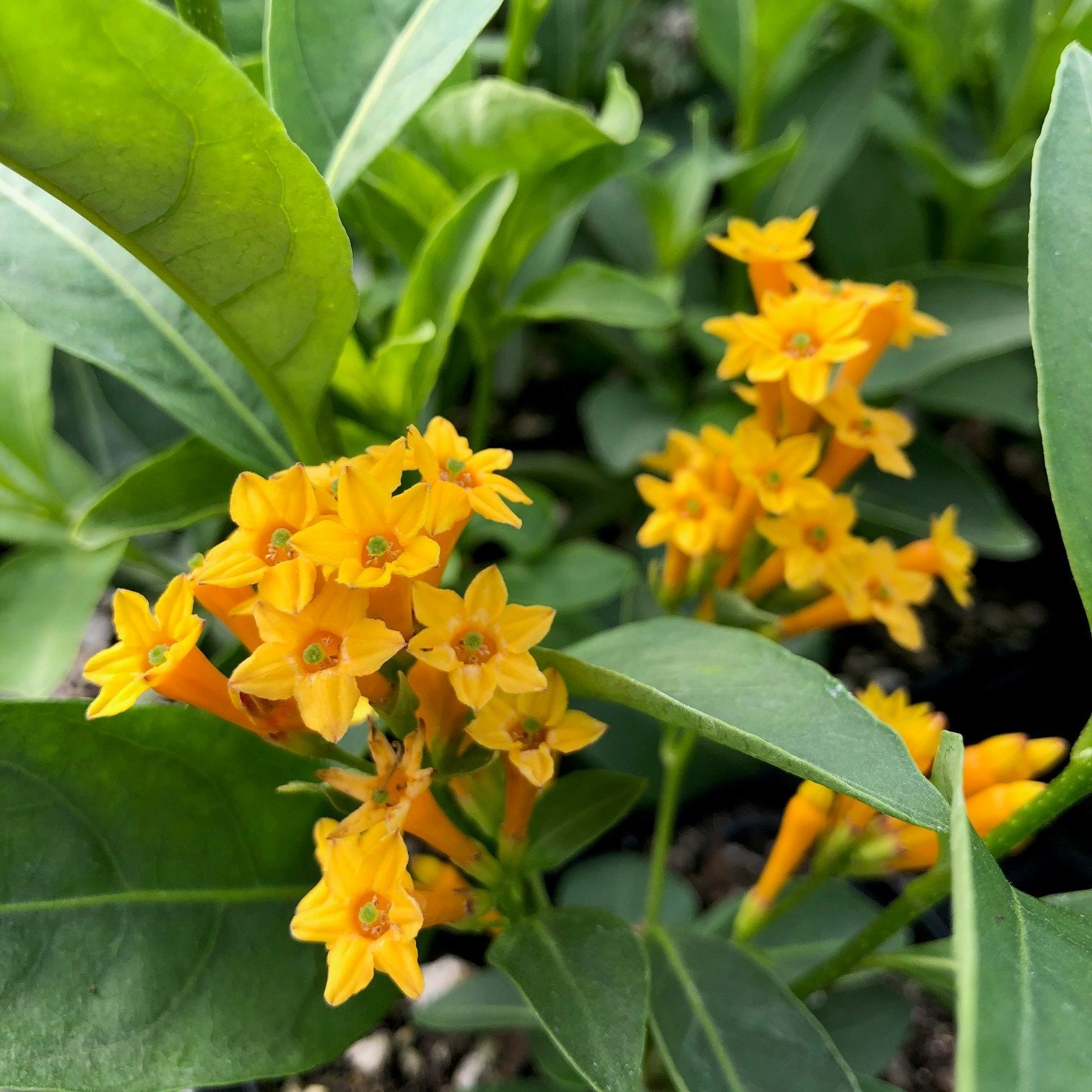 Cestrum aurantiacum 'Orange Zest' - Jessamine (4.5" Pot) - Image 4