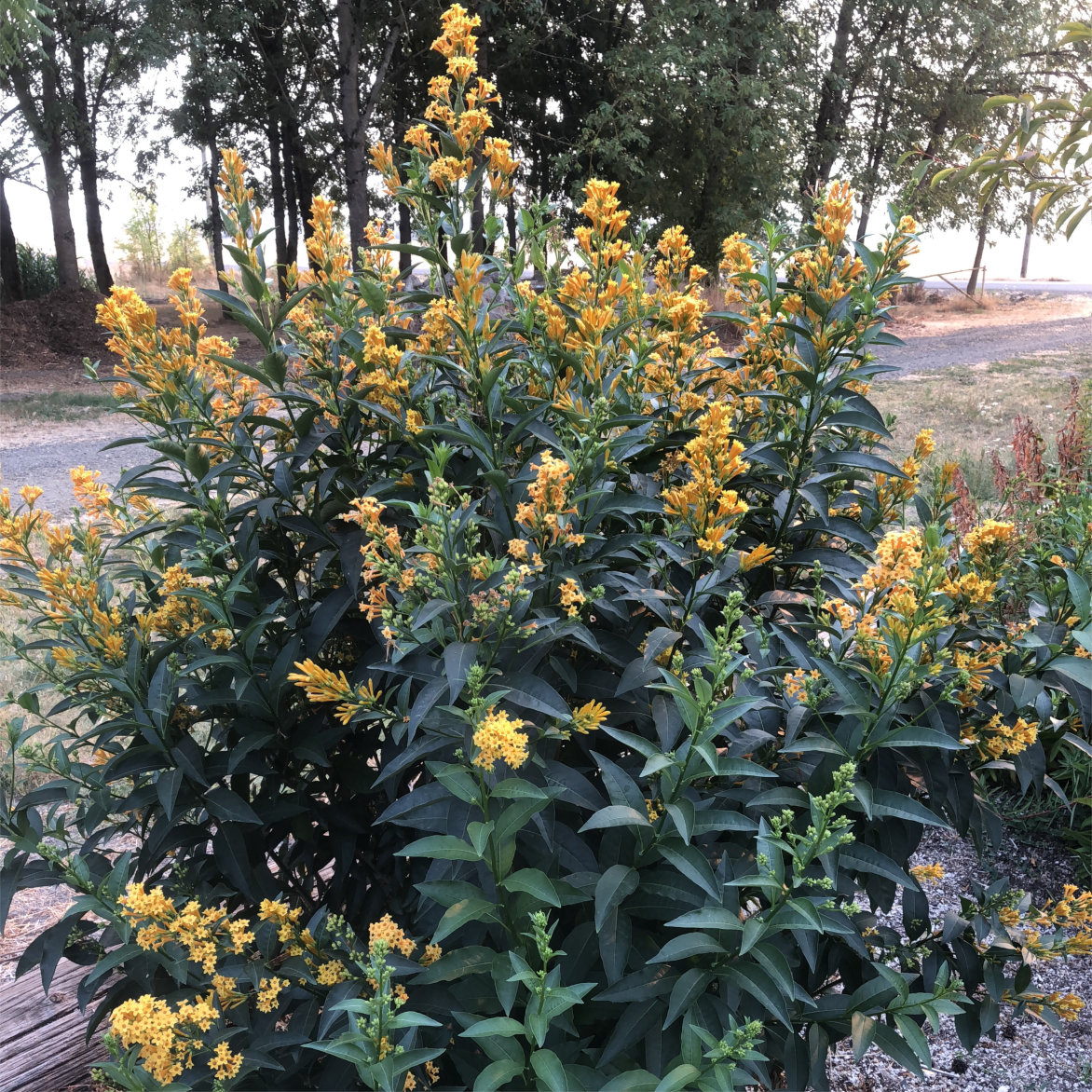 Cestrum aurantiacum 'Orange Zest' - Jessamine (4.5" Pot) - Image 2