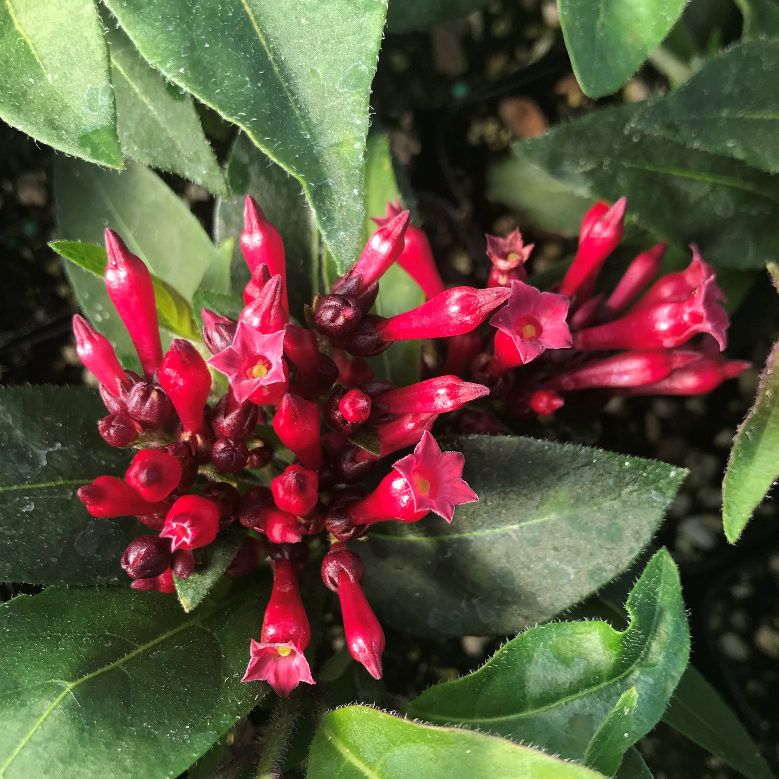 Cestrum newellii 'Ruby Clusters' - Jessamine (4.5" Pot) - Image 6