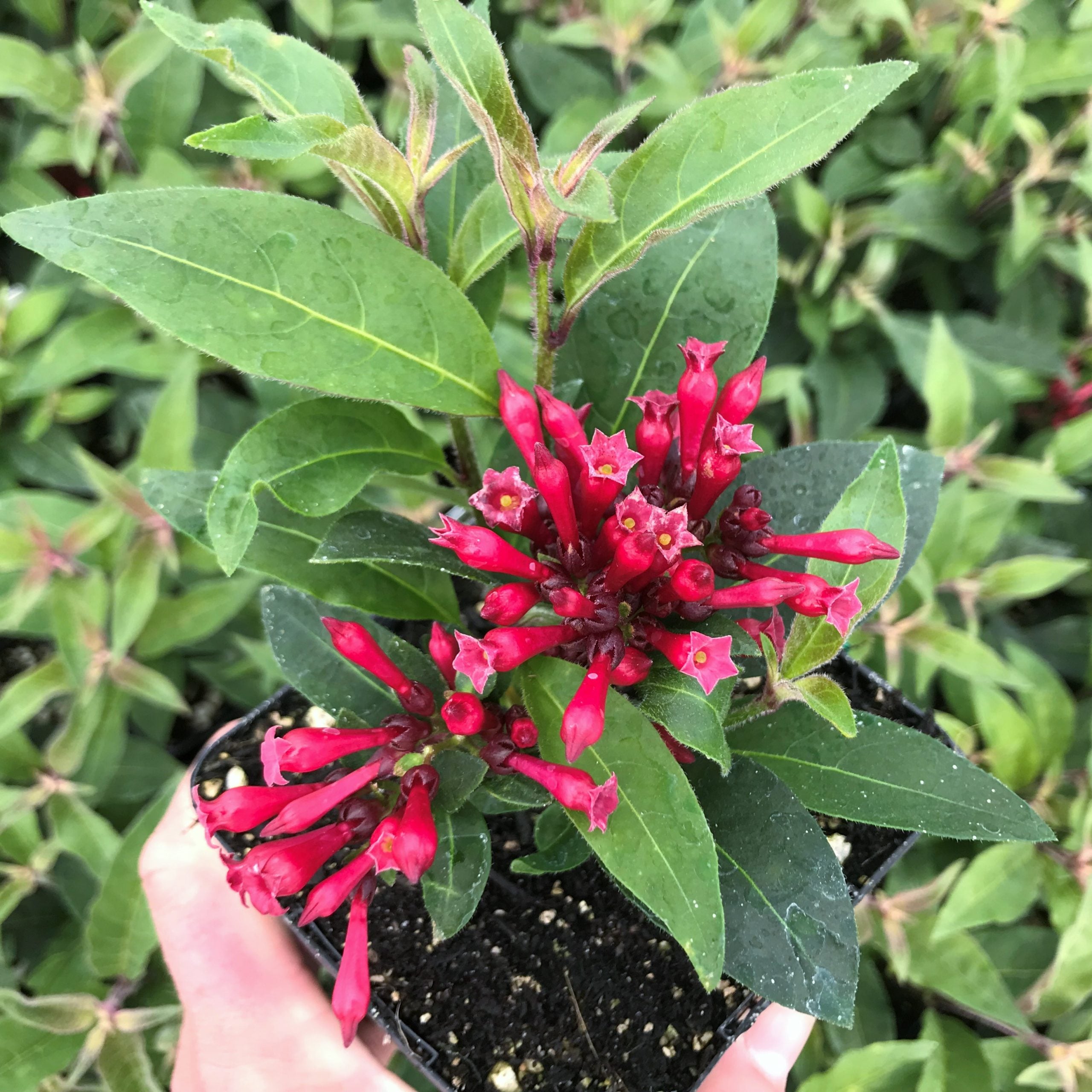 Cestrum newellii 'Ruby Clusters' - Jessamine (4.5" Pot) - Image 3