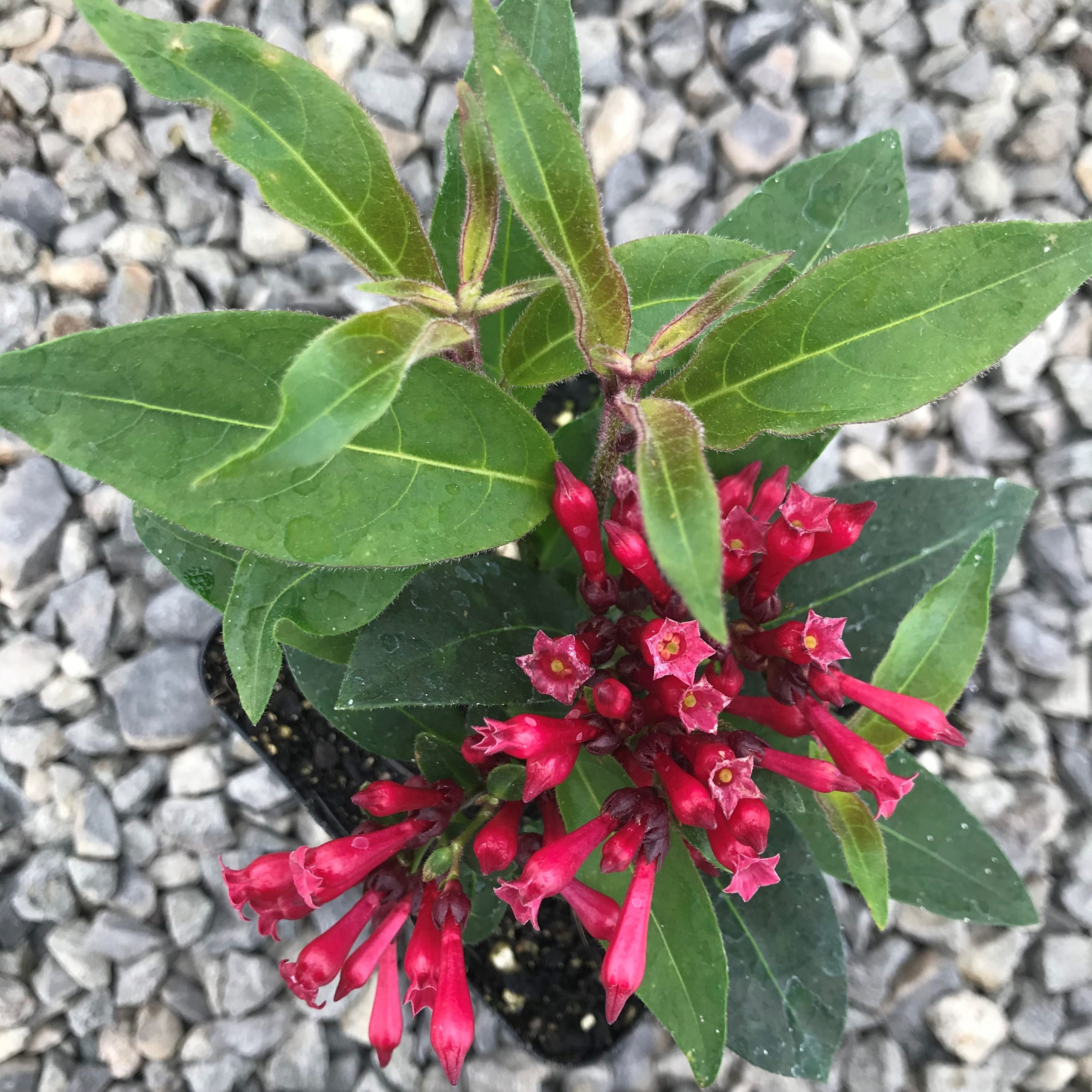 Cestrum newellii 'Ruby Clusters' - Jessamine (4.5" Pot) - Image 5
