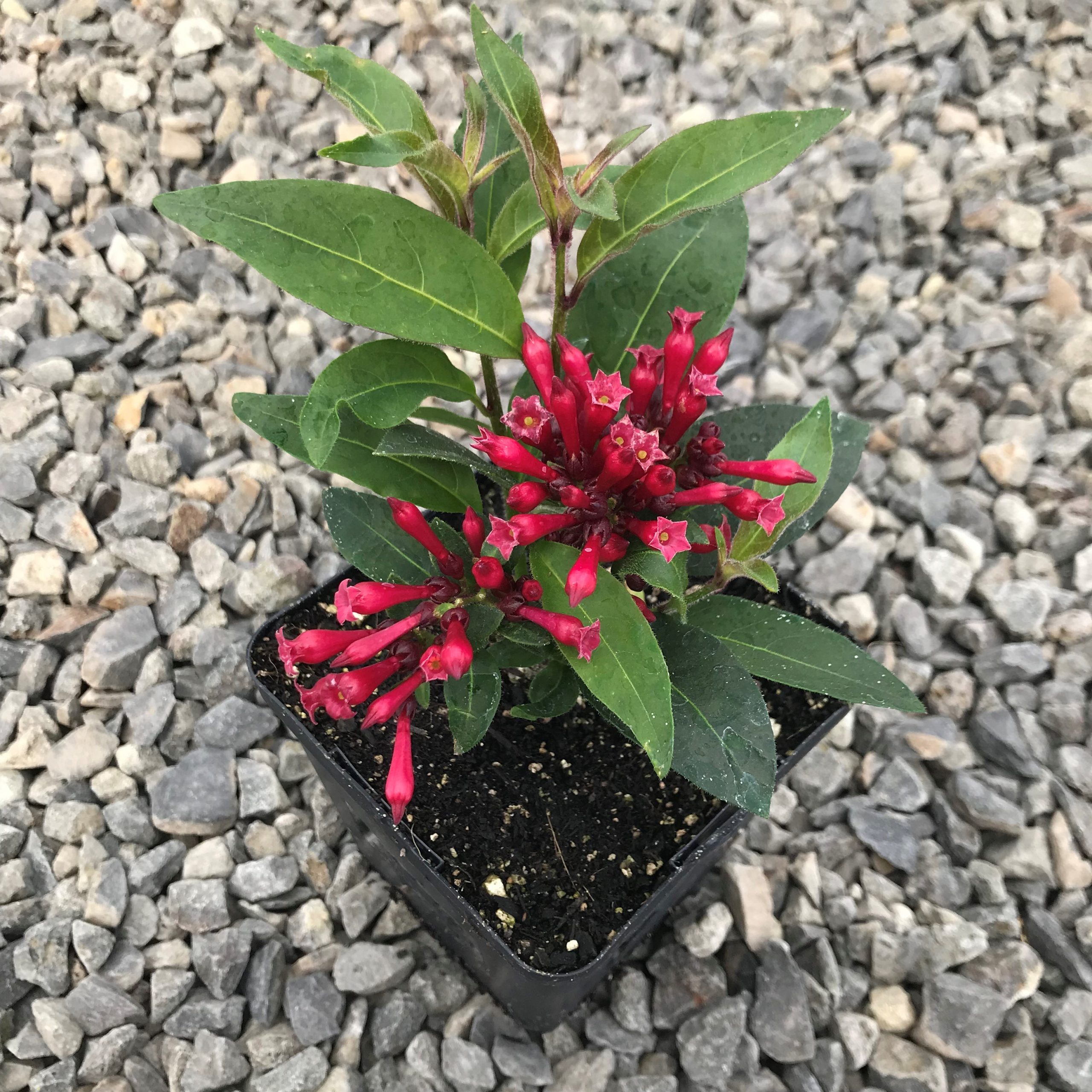 Cestrum newellii 'Ruby Clusters' - Jessamine (4.5" Pot) - Image 7