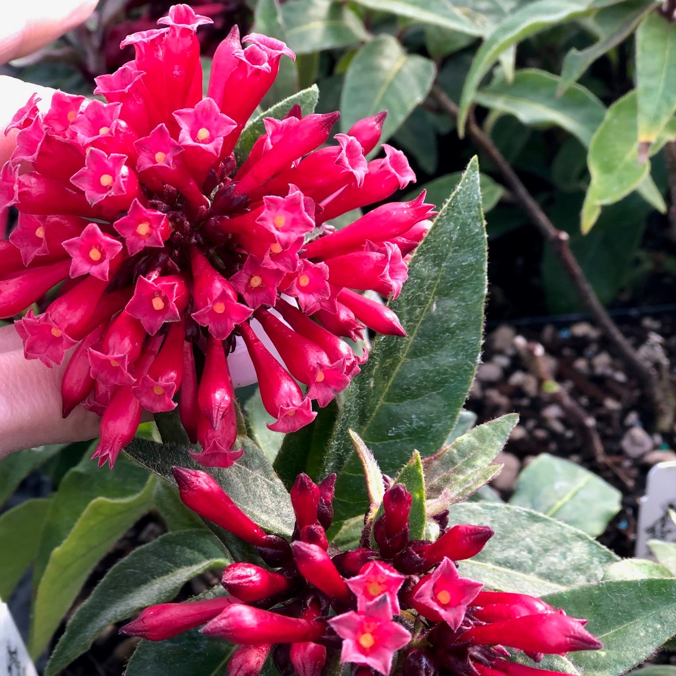 Cestrum newellii 'Ruby Clusters' - Jessamine (4.5" Pot) - Image 2