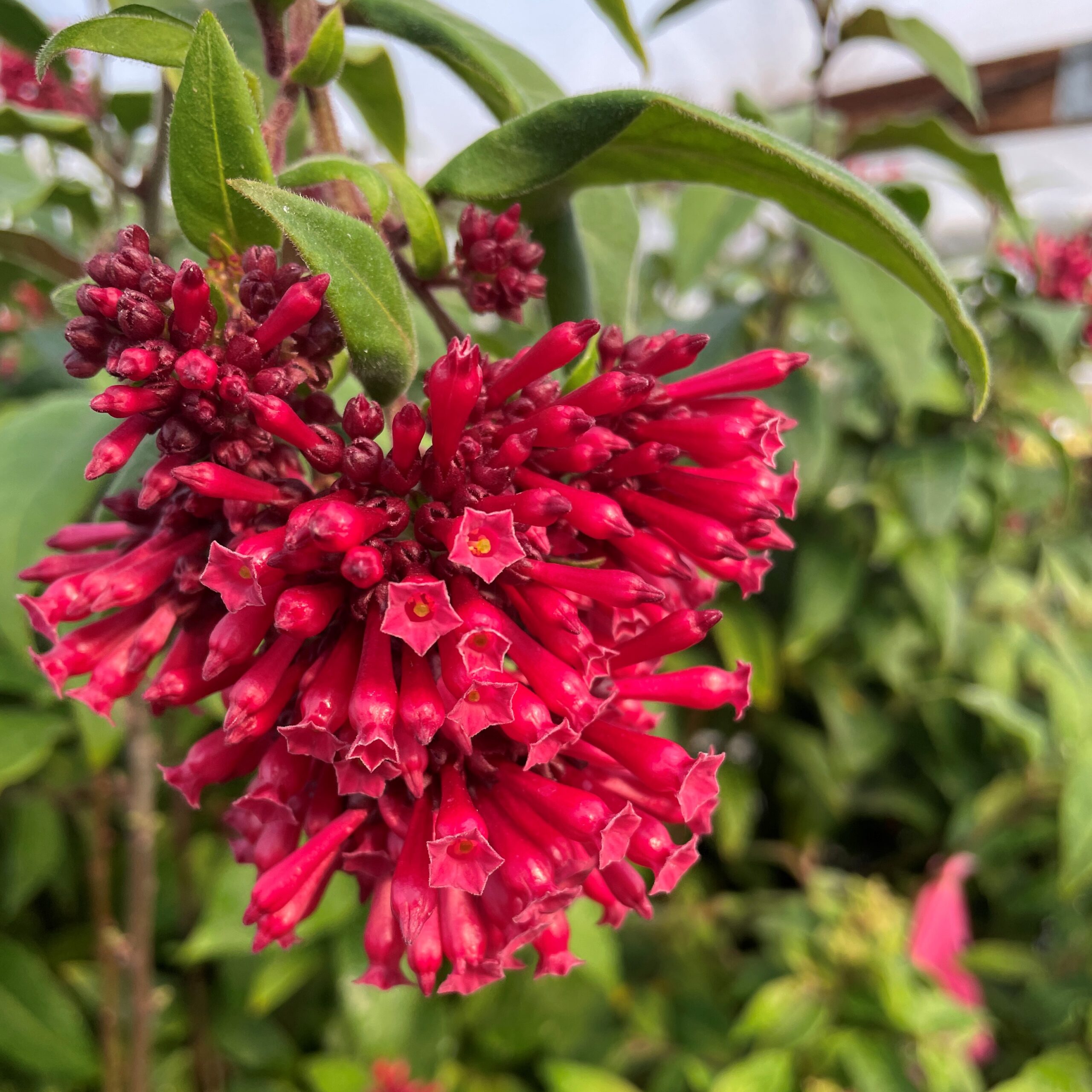 Cestrum newellii 'Ruby Clusters' - Jessamine (4.5" Pot)