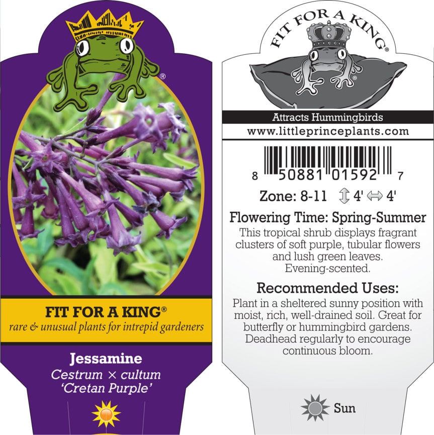 Cestrum x cultum 'Cretan Purple' - Jessamine (4.5" Pot) - Image 2