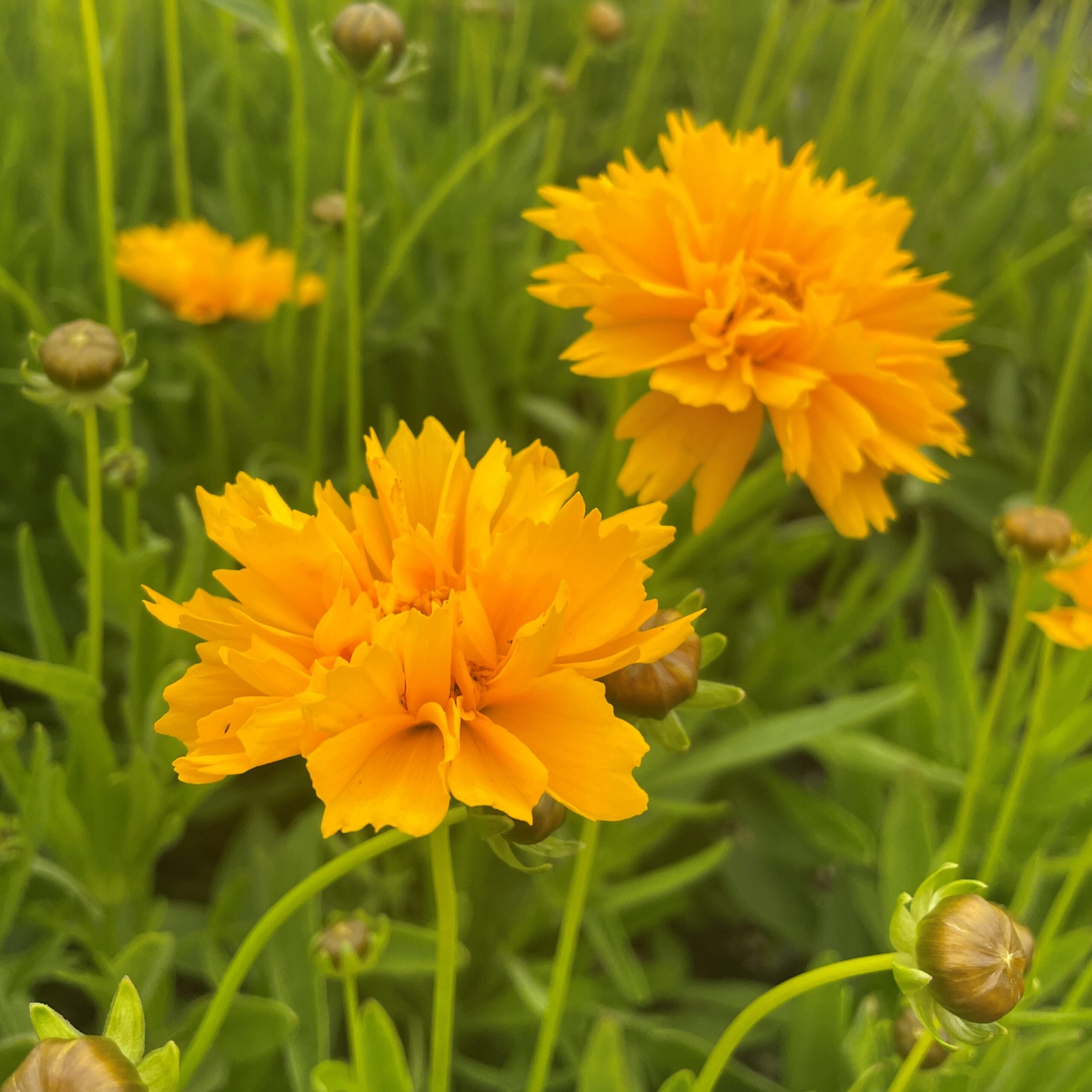 Coreopsis grandiflora 'Early Sunrise' - Tickseed (4" Pot) - Image 3