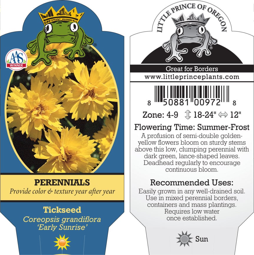 Coreopsis grandiflora 'Early Sunrise' - Tickseed (4" Pot) - Image 8