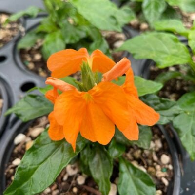 Crossandra 'Orange' - Firecracker Flower (4.5" Pot)