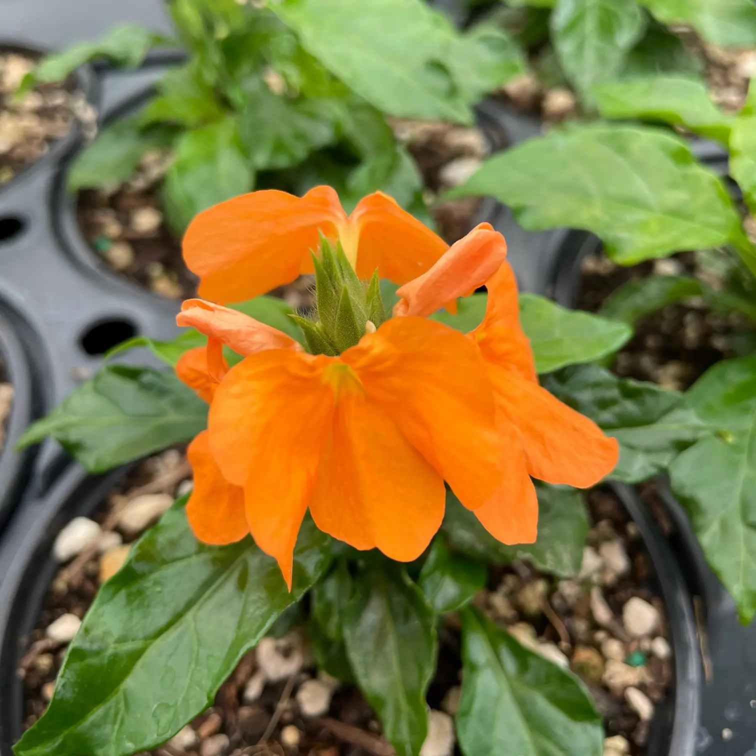 Crossandra 'Orange' - Firecracker Flower (4.5