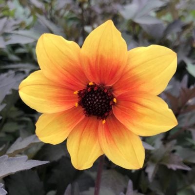 Dahlia 'Mystic Spirit' USPP #20,954 (4.5" Pot)