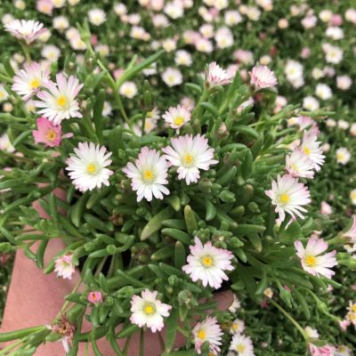 Delosperma 'Oberg' - Ice Plant (3.5" Pot)