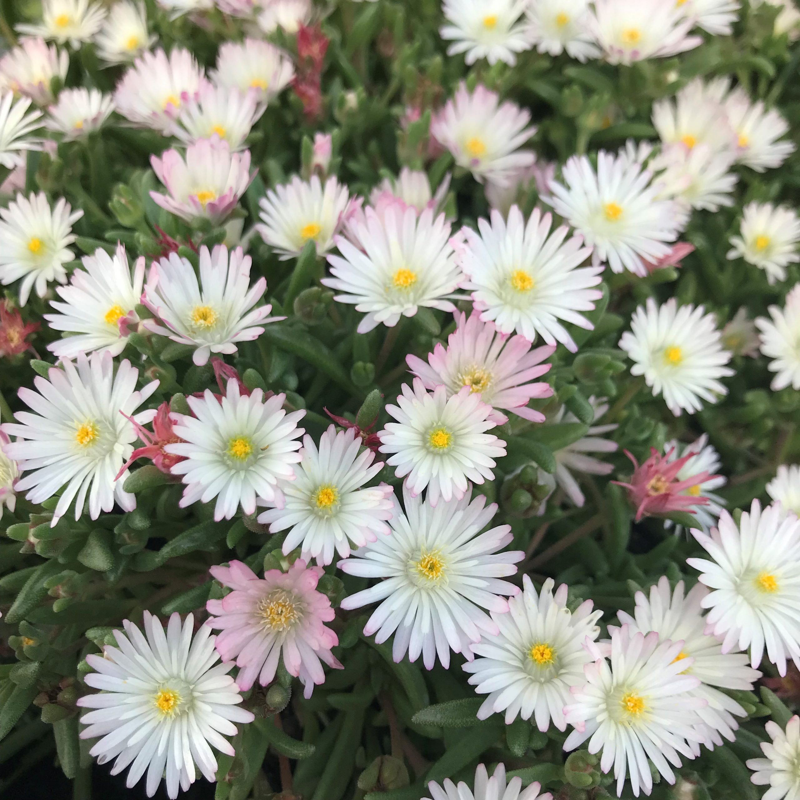 Delosperma 'Oberg' - Ice Plant (3.5" Pot) - Image 2