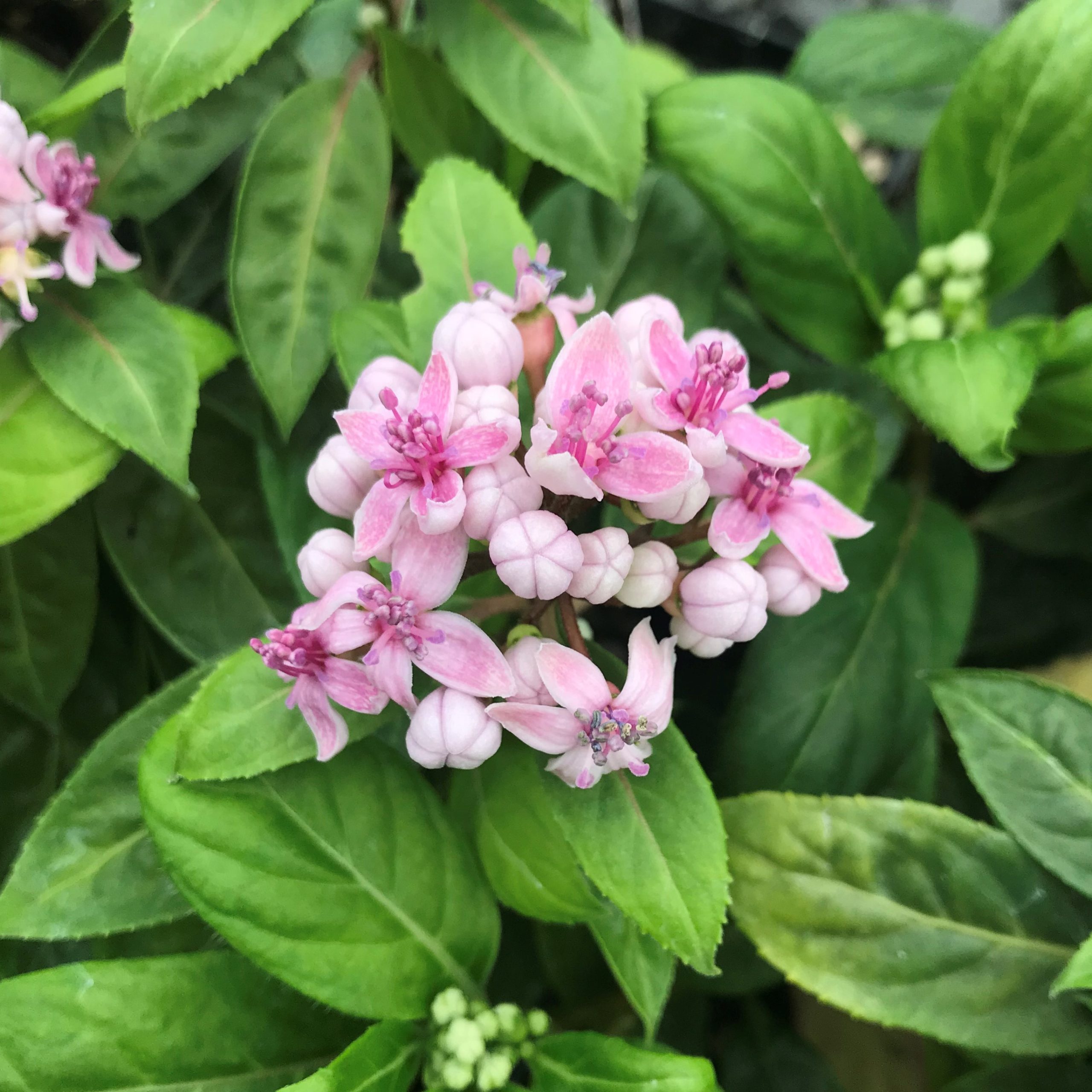Dichroa febrifuga 'UBC Form' - Blue Evergreen Hydrangea (4.5" Pot) - Image 2