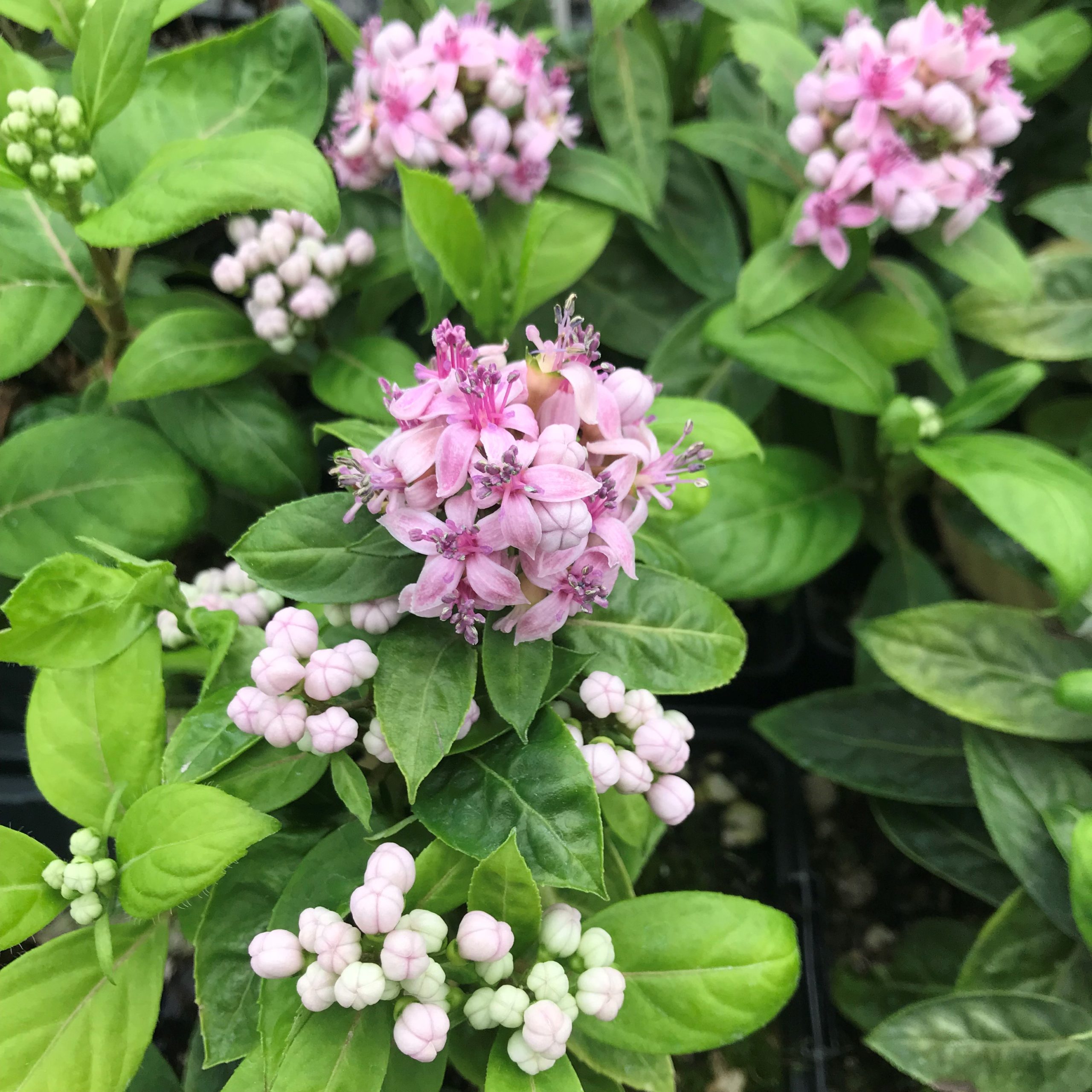 Dichroa febrifuga 'UBC Form' - Blue Evergreen Hydrangea (4.5" Pot) - Image 4