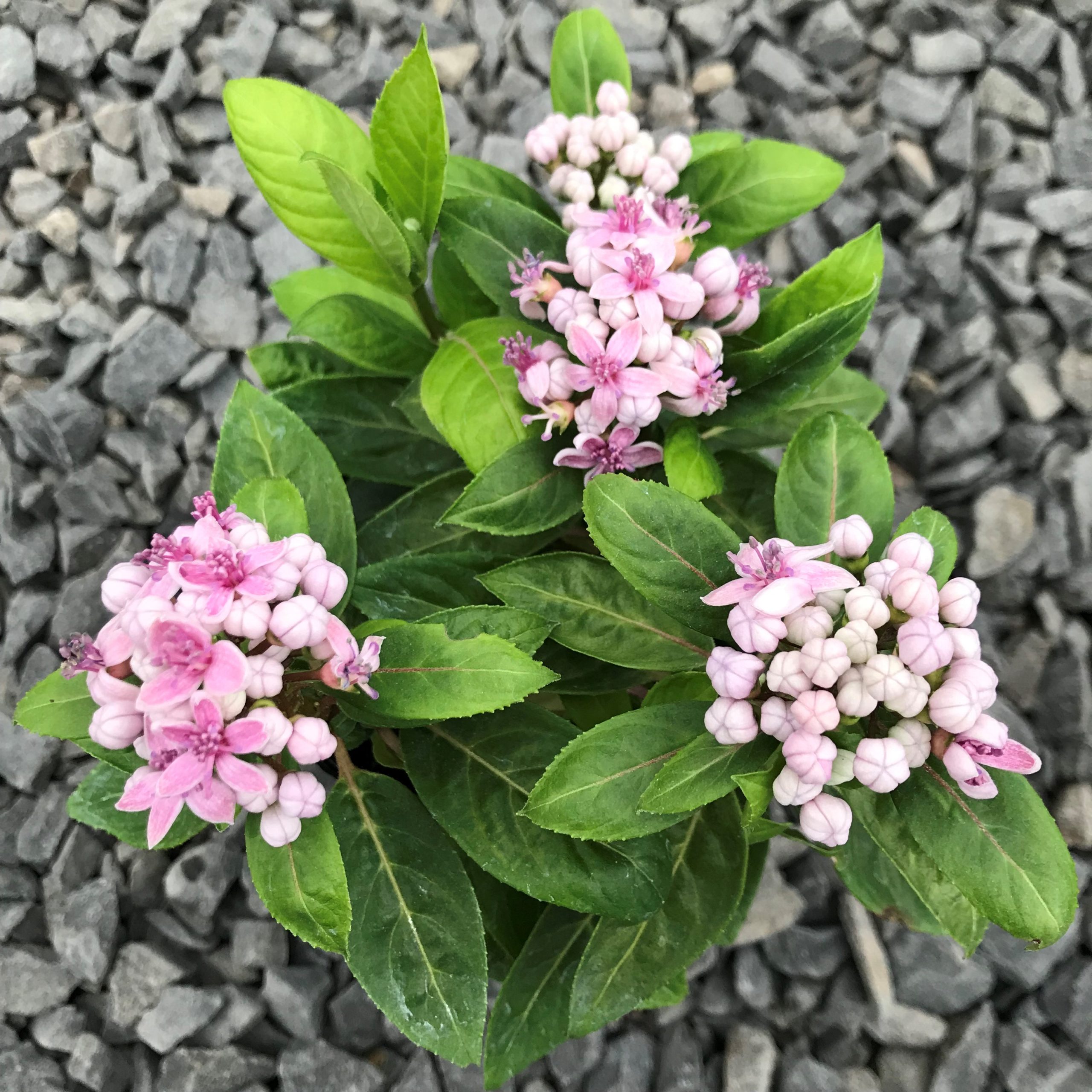 Dichroa febrifuga 'UBC Form' - Blue Evergreen Hydrangea (4.5" Pot) - Image 5