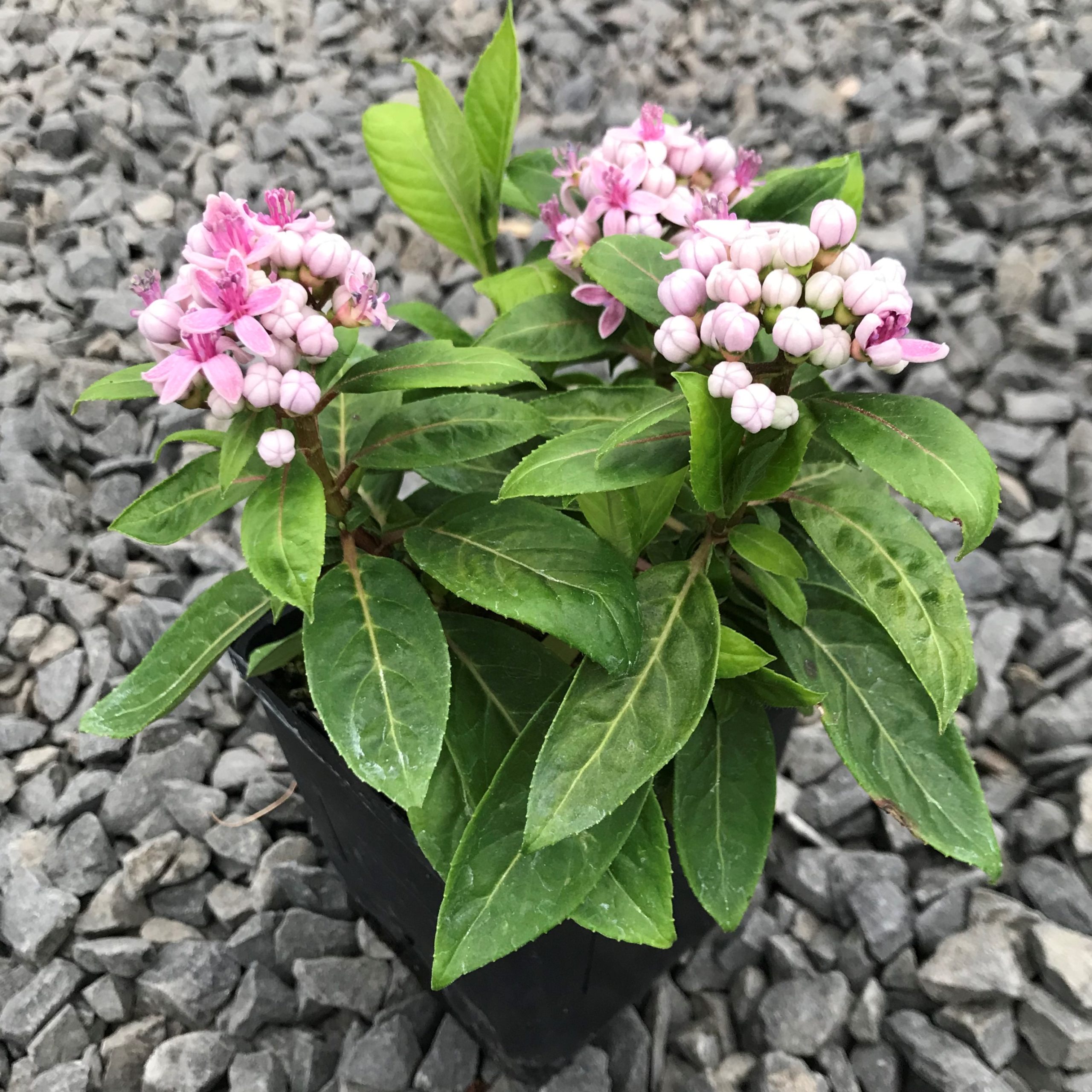 Dichroa febrifuga 'UBC Form' - Blue Evergreen Hydrangea (4.5" Pot) - Image 3
