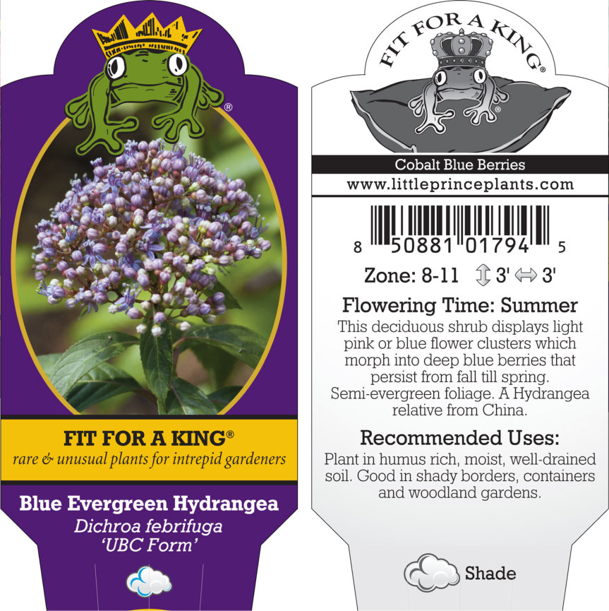 Dichroa febrifuga 'UBC Form' - Blue Evergreen Hydrangea (4.5" Pot) - Image 8