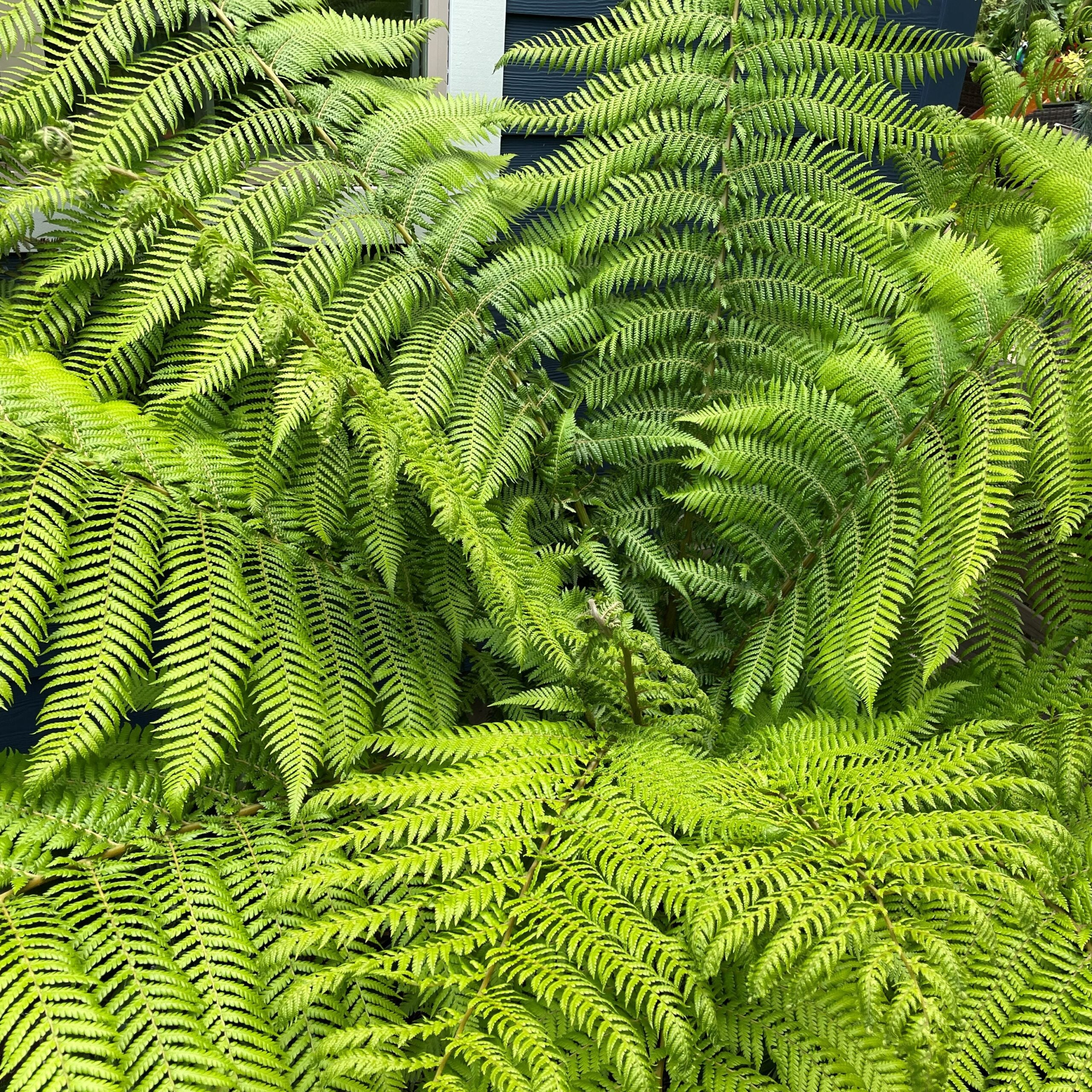 Dicksonia antarctica - Tasmanian Tree Fern (4.5" Pot) - Image 3