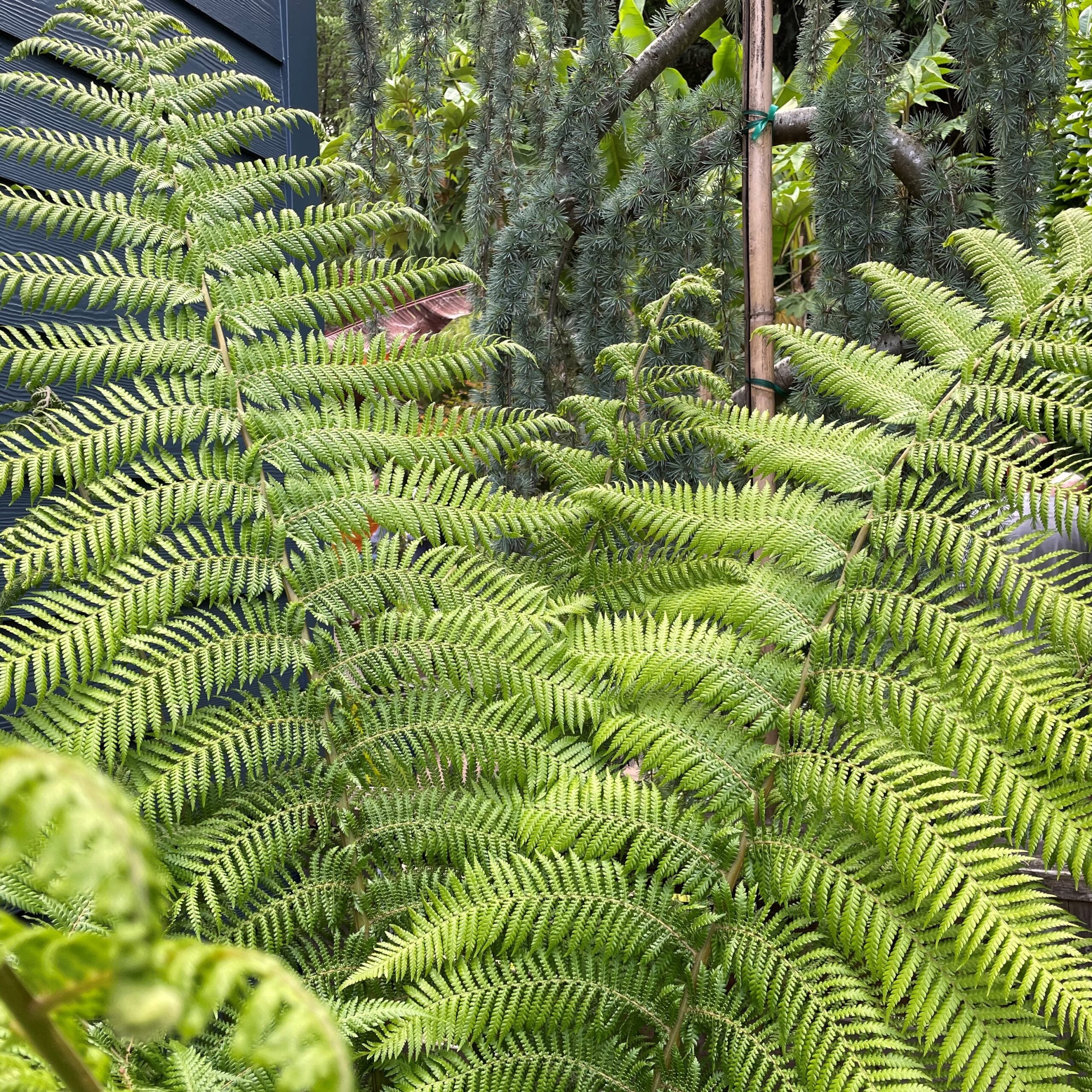 その他観葉植物 Dicksonia antarctica Dicksonia antarctica - Tasmanian Tree Fern (4.5