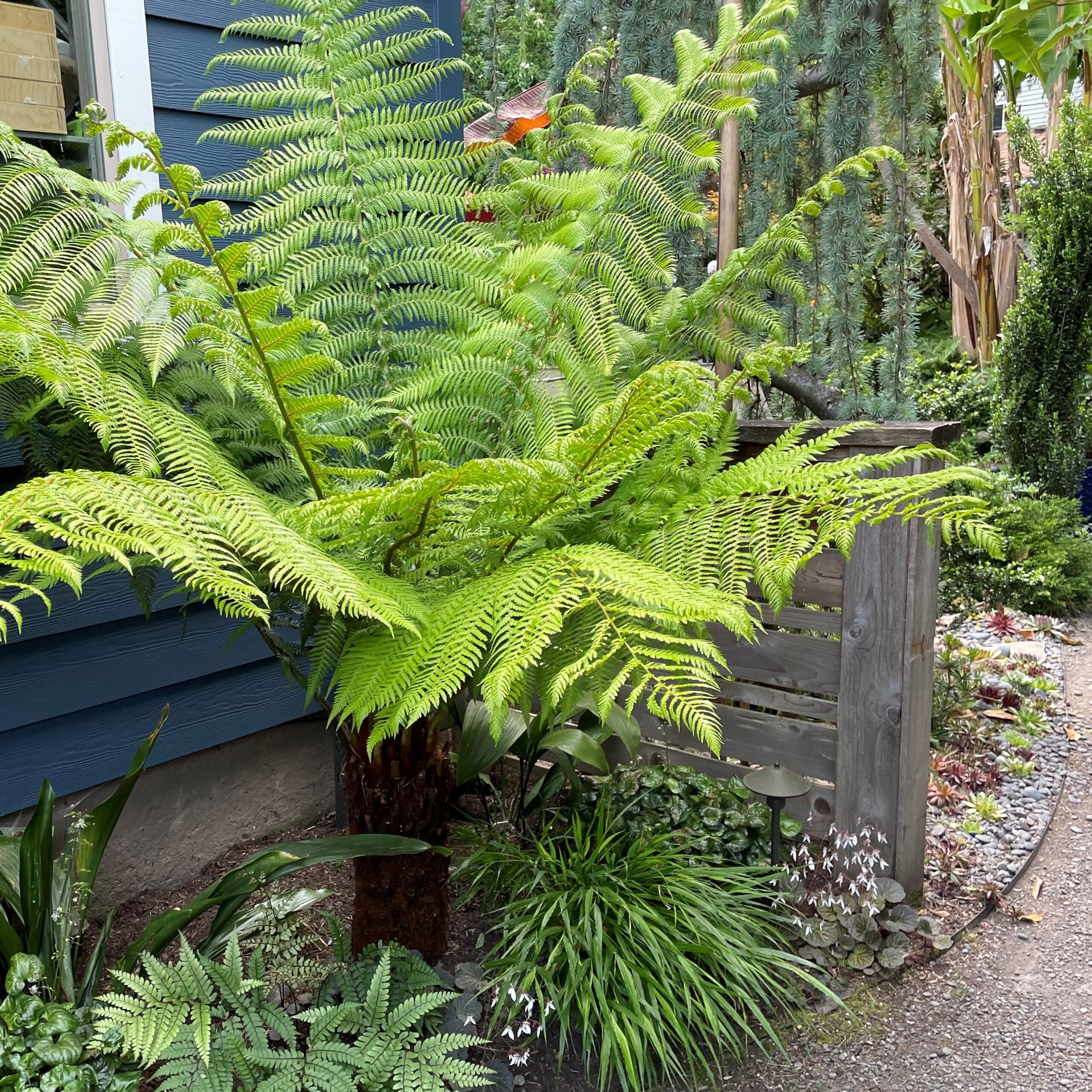 Dicksonia antarctica - Tasmanian Tree Fern (4.5